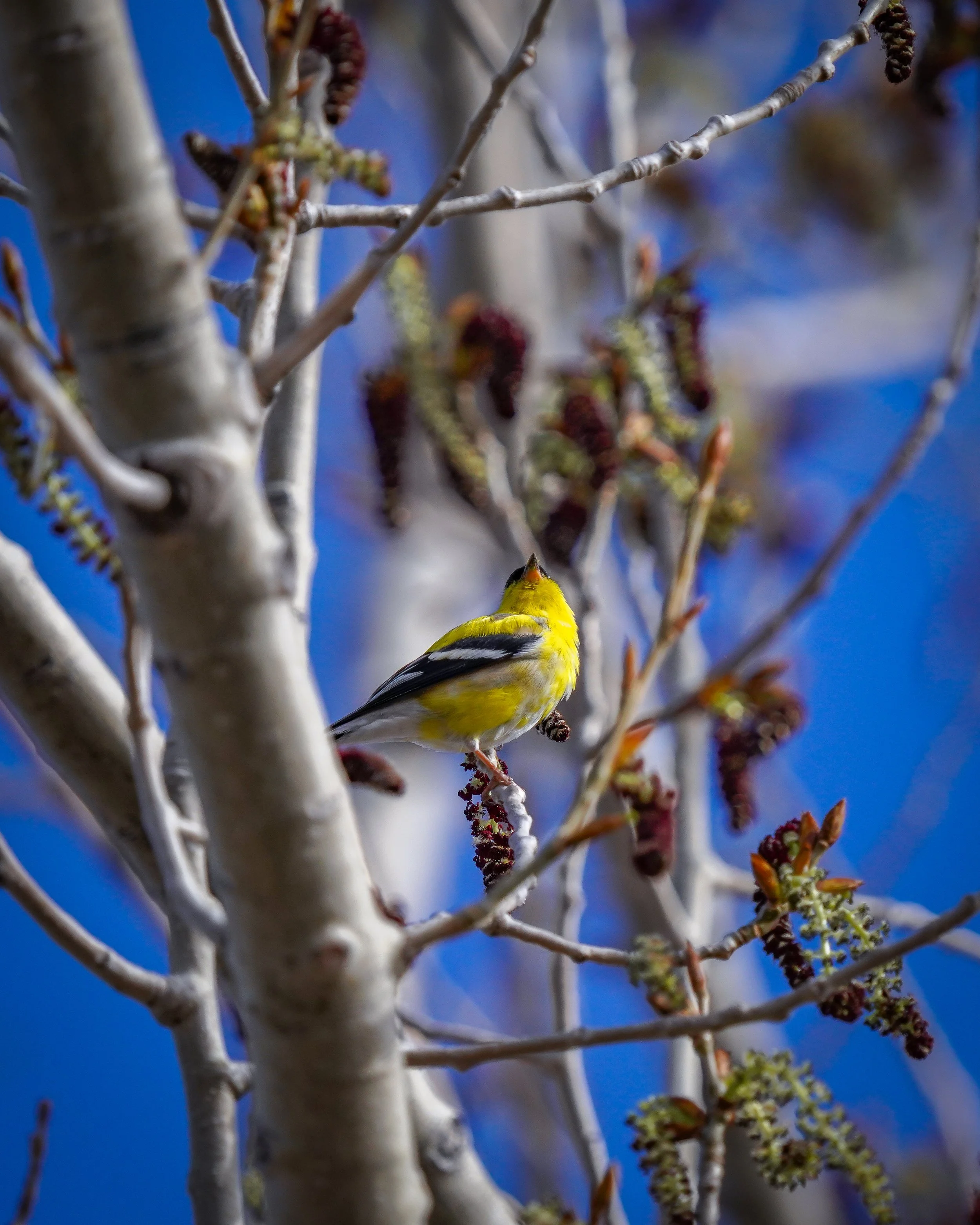 American Goldfinch (male)