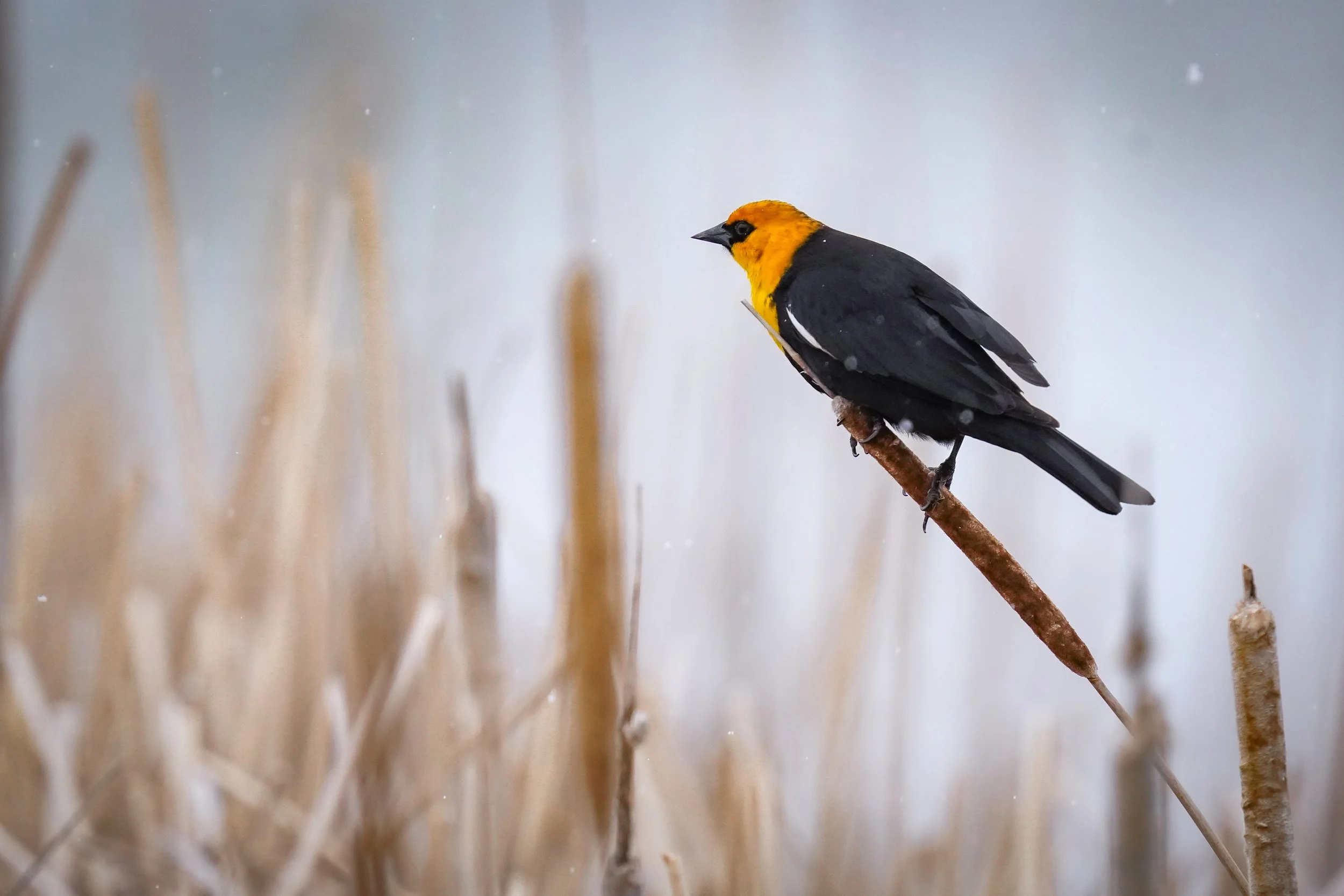 Yellow-headed Blackbird