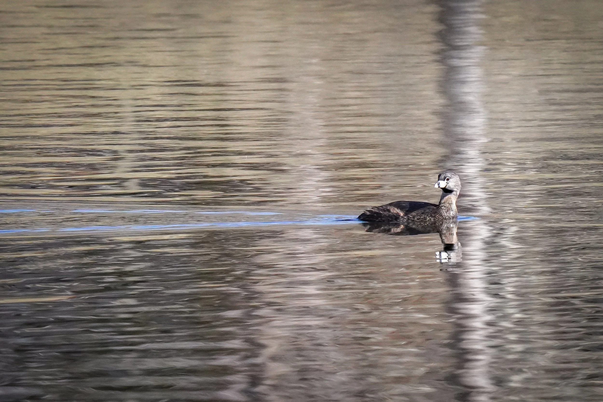 Pie-Billed Grebe