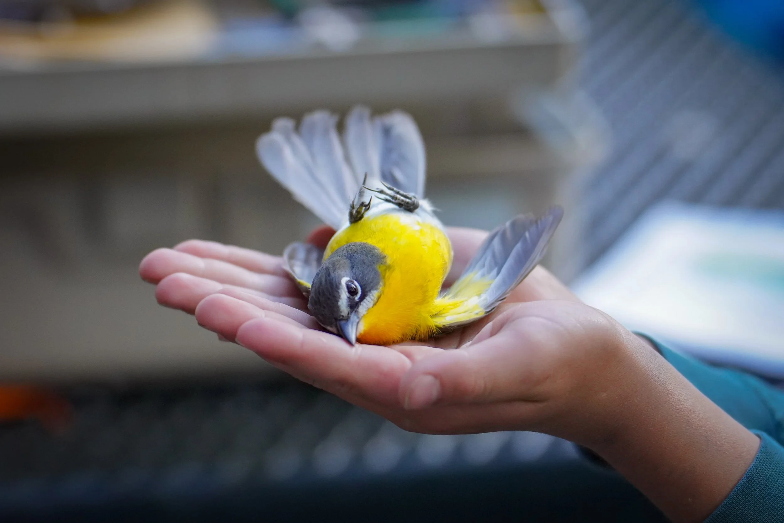 Releasing a Yellow-breasted Chat