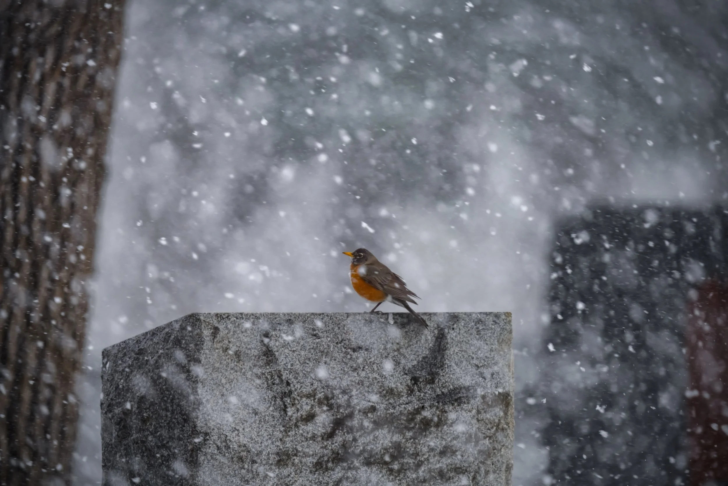Robin in a spring snow