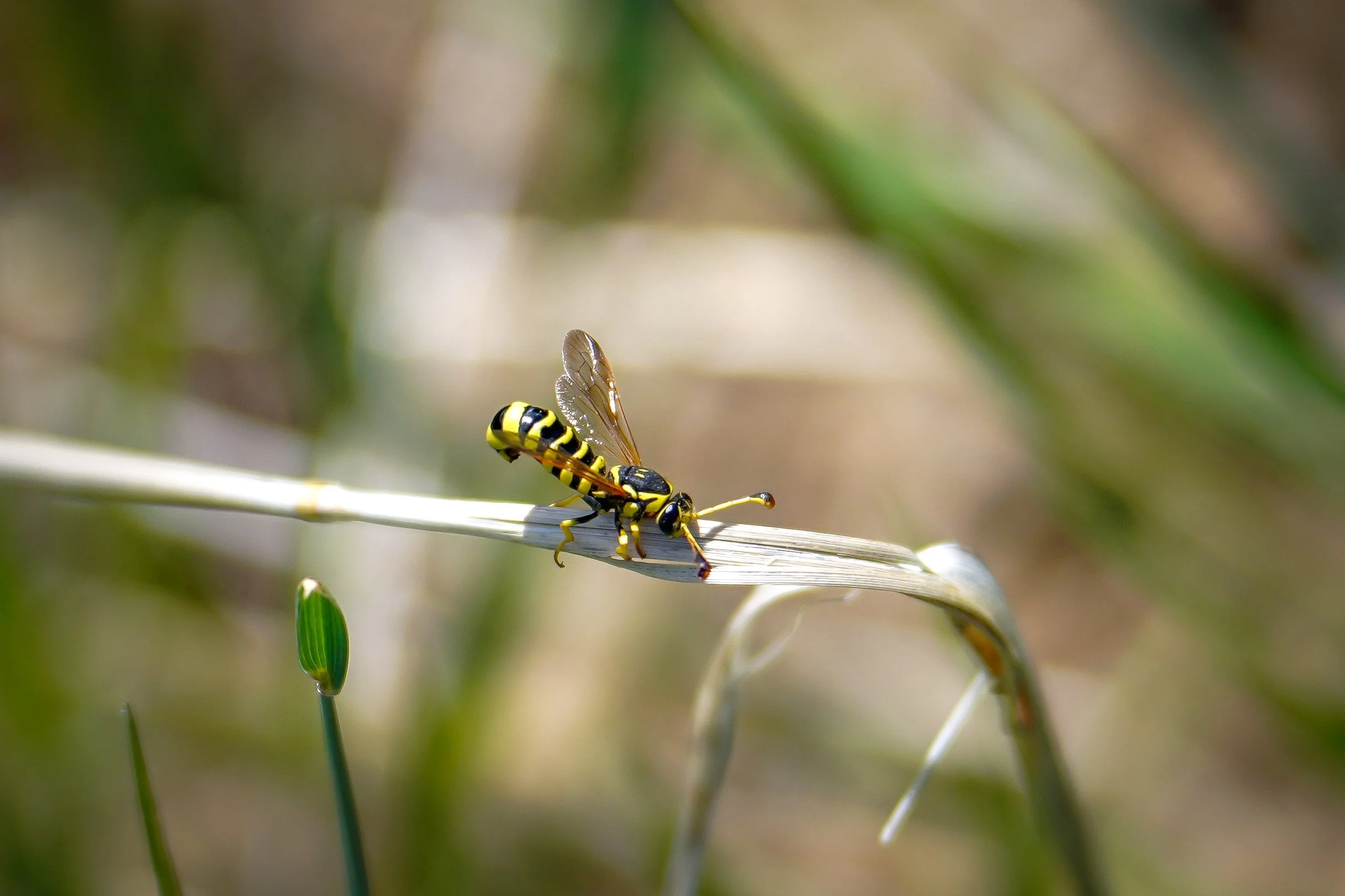 A unique wasp