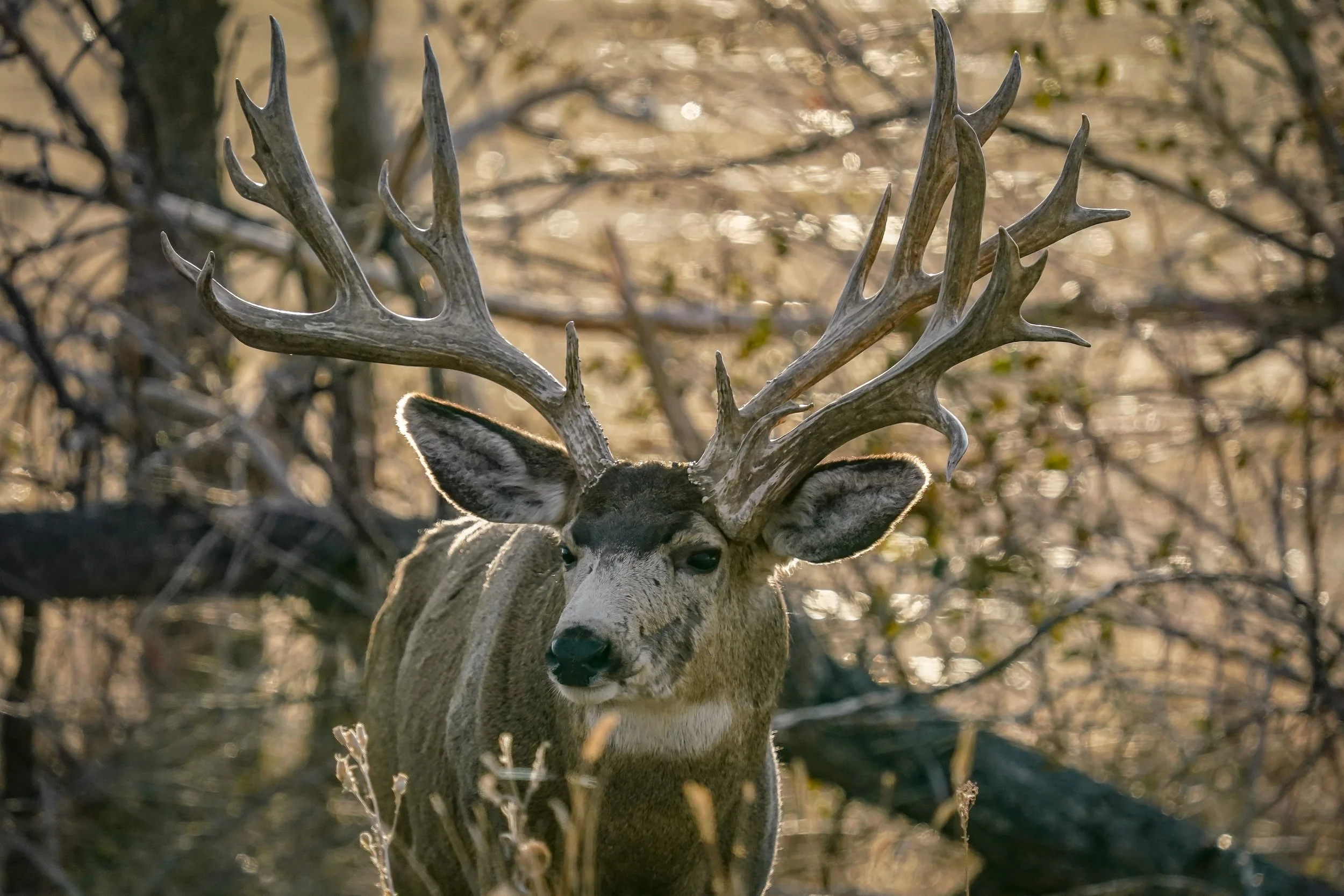 THERE HE IS, the biggest buck on the block