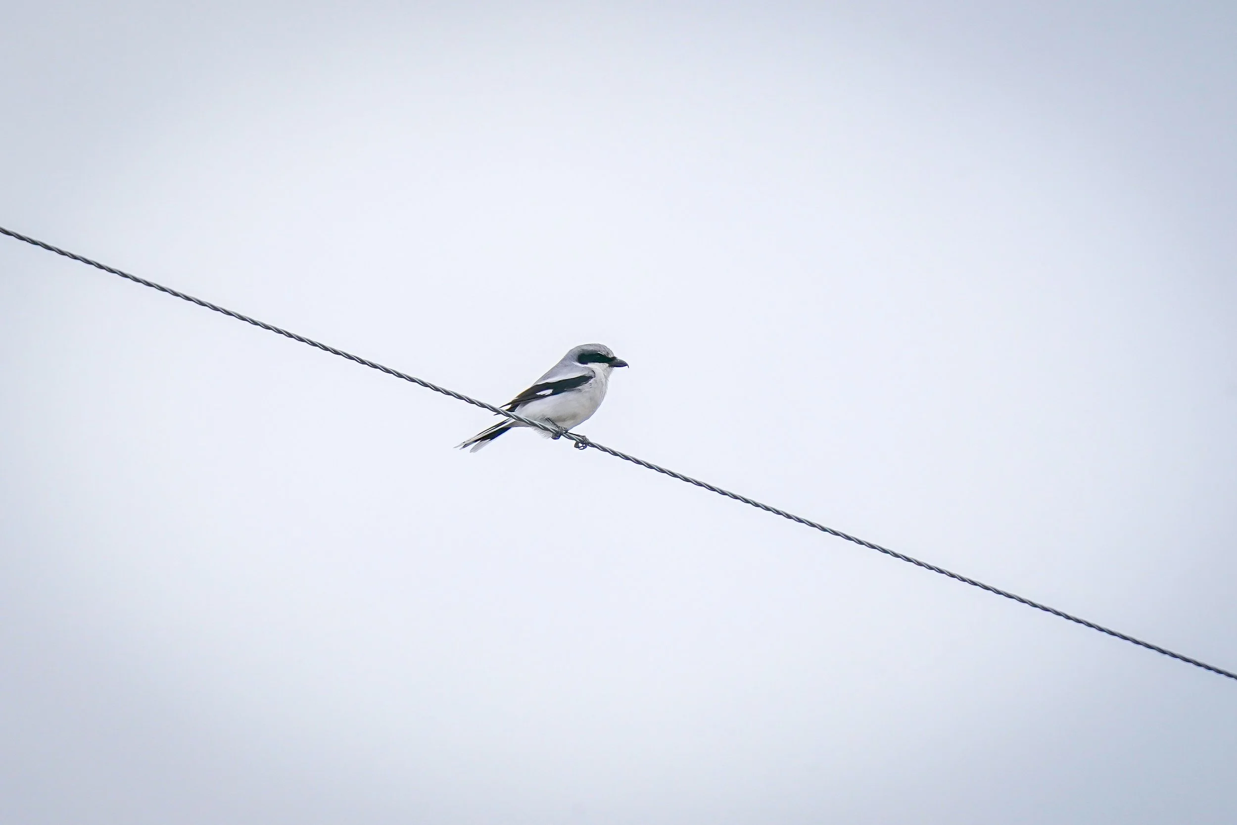 Loggerhead Shrike