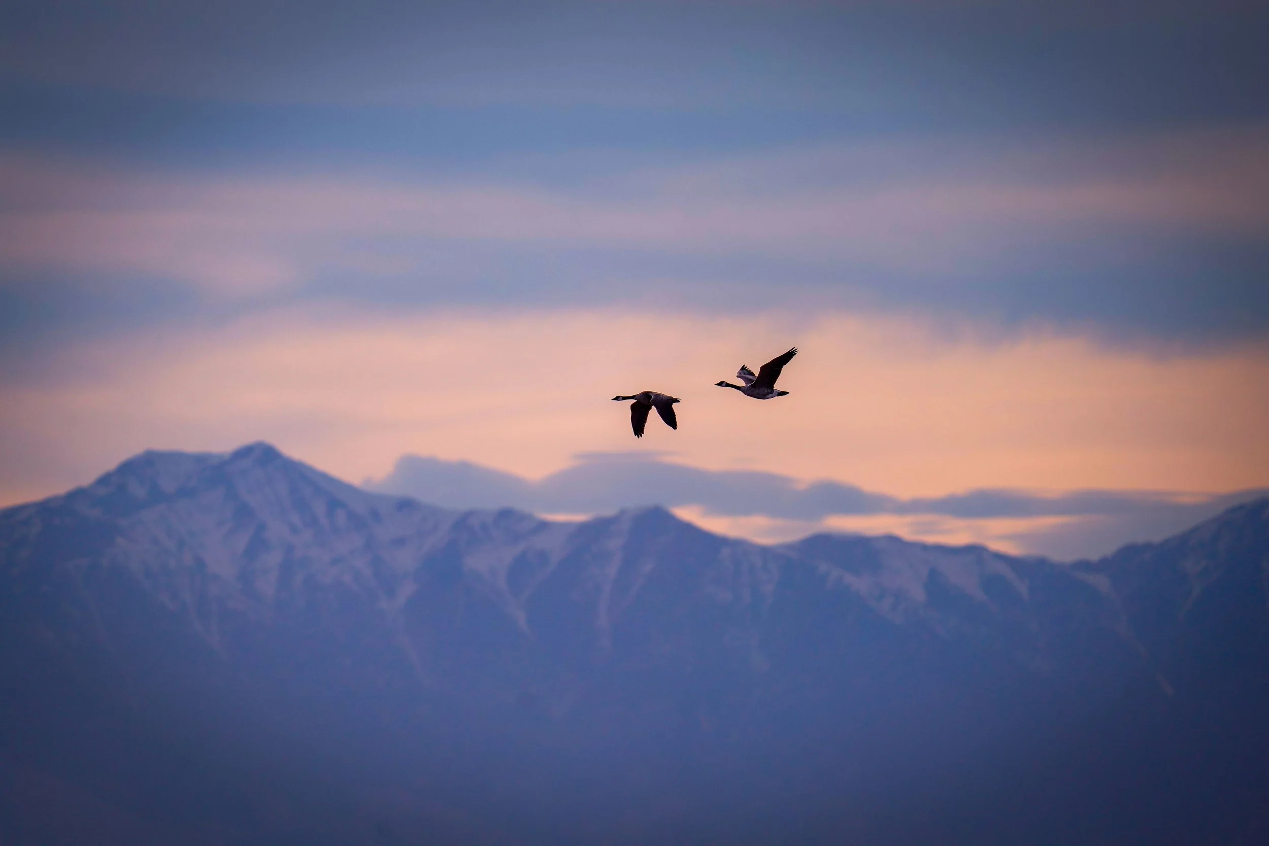 Canada Geese against Lemhi Mountains