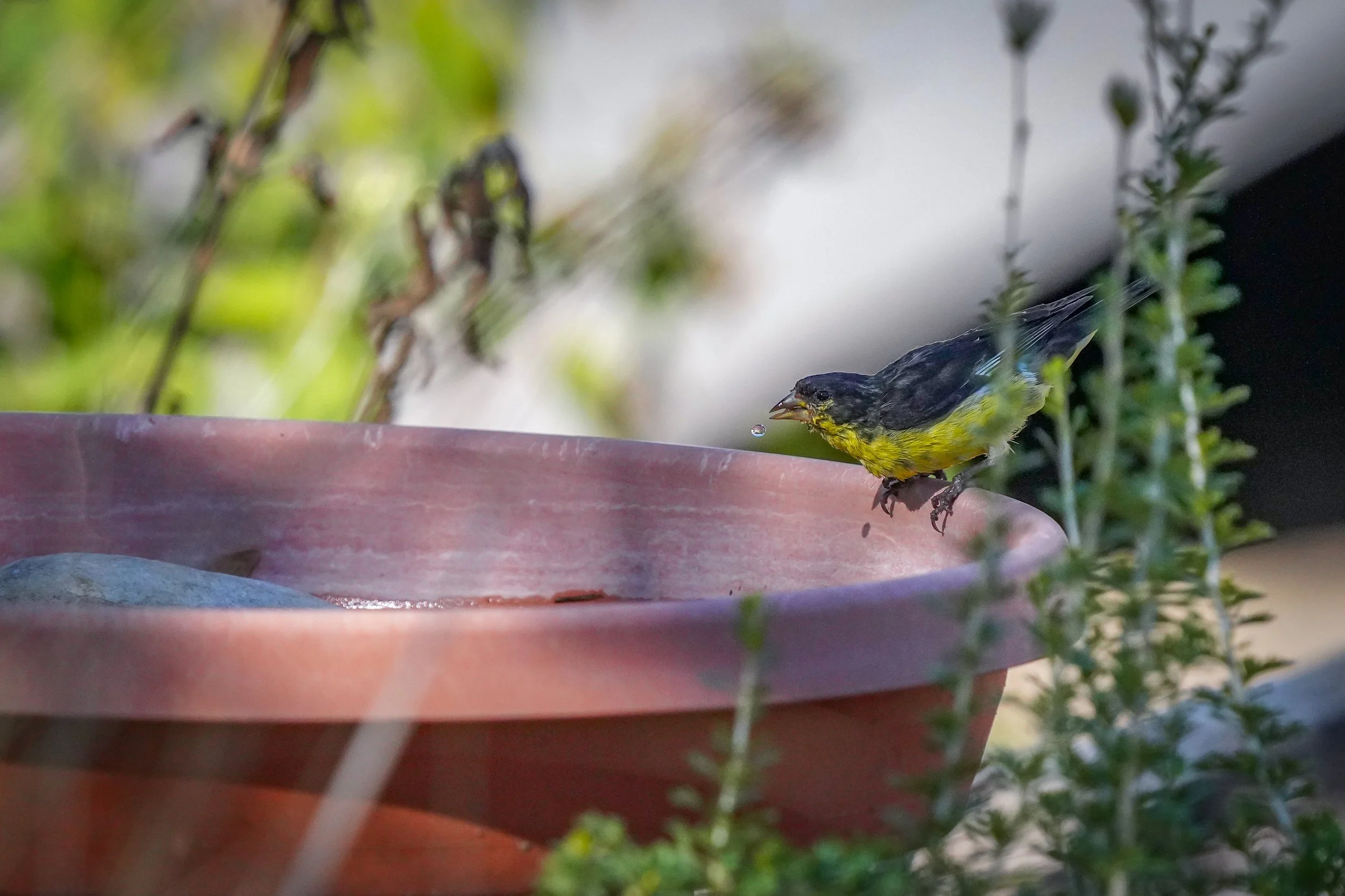 2024-09-07-kingery-nature-center-host-table-lesser-goldfinch-laura-sheets-2.jpg