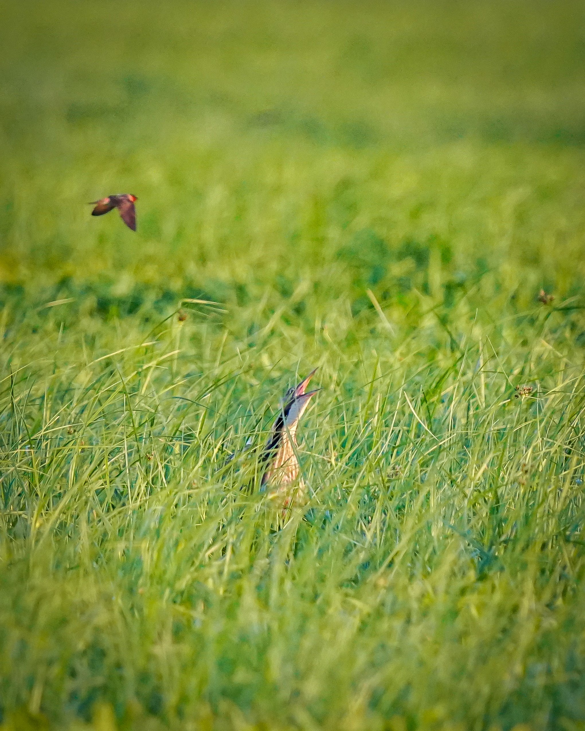 An awesome and exceptional sighting - not one, but 4 total!