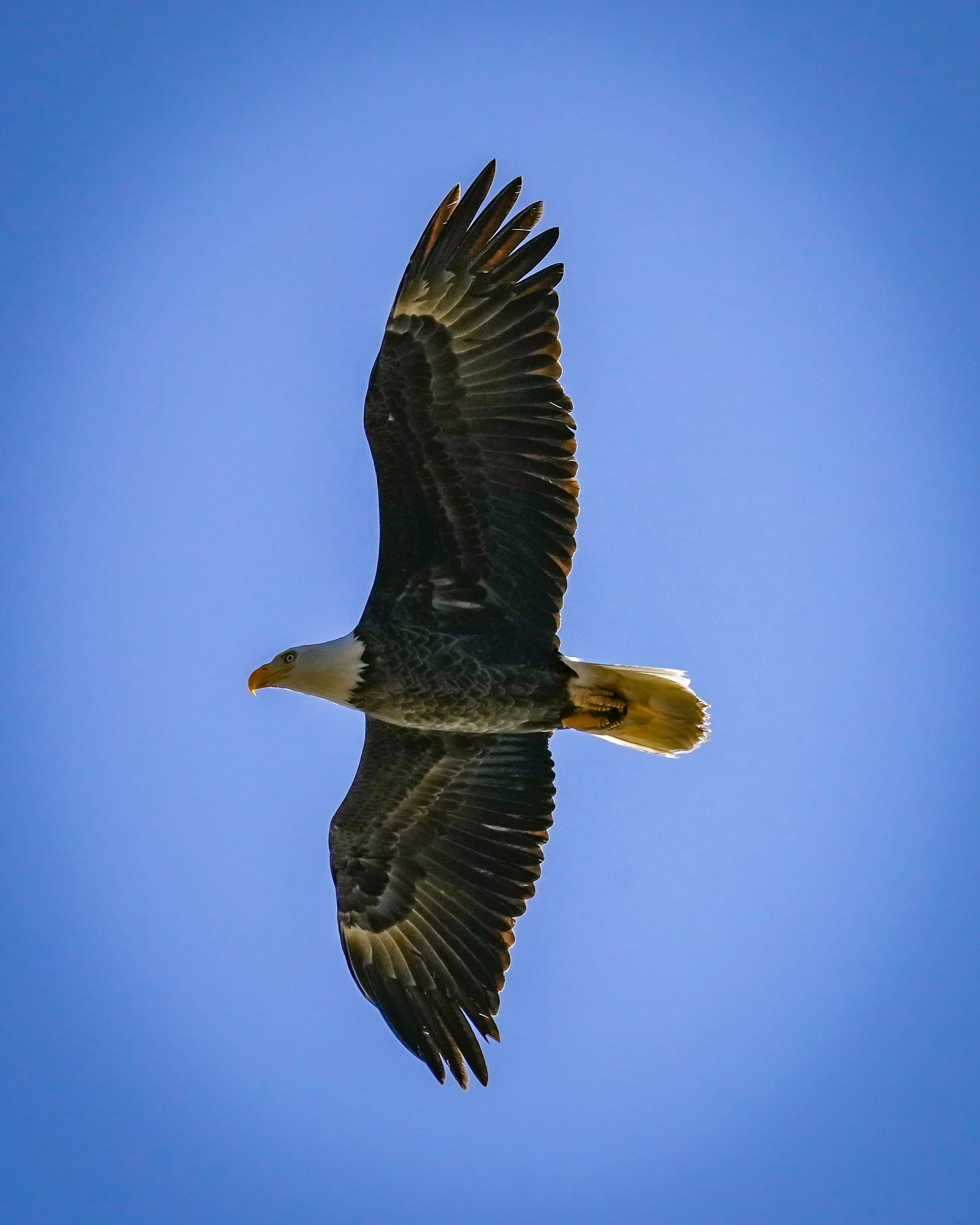 Bald eagle