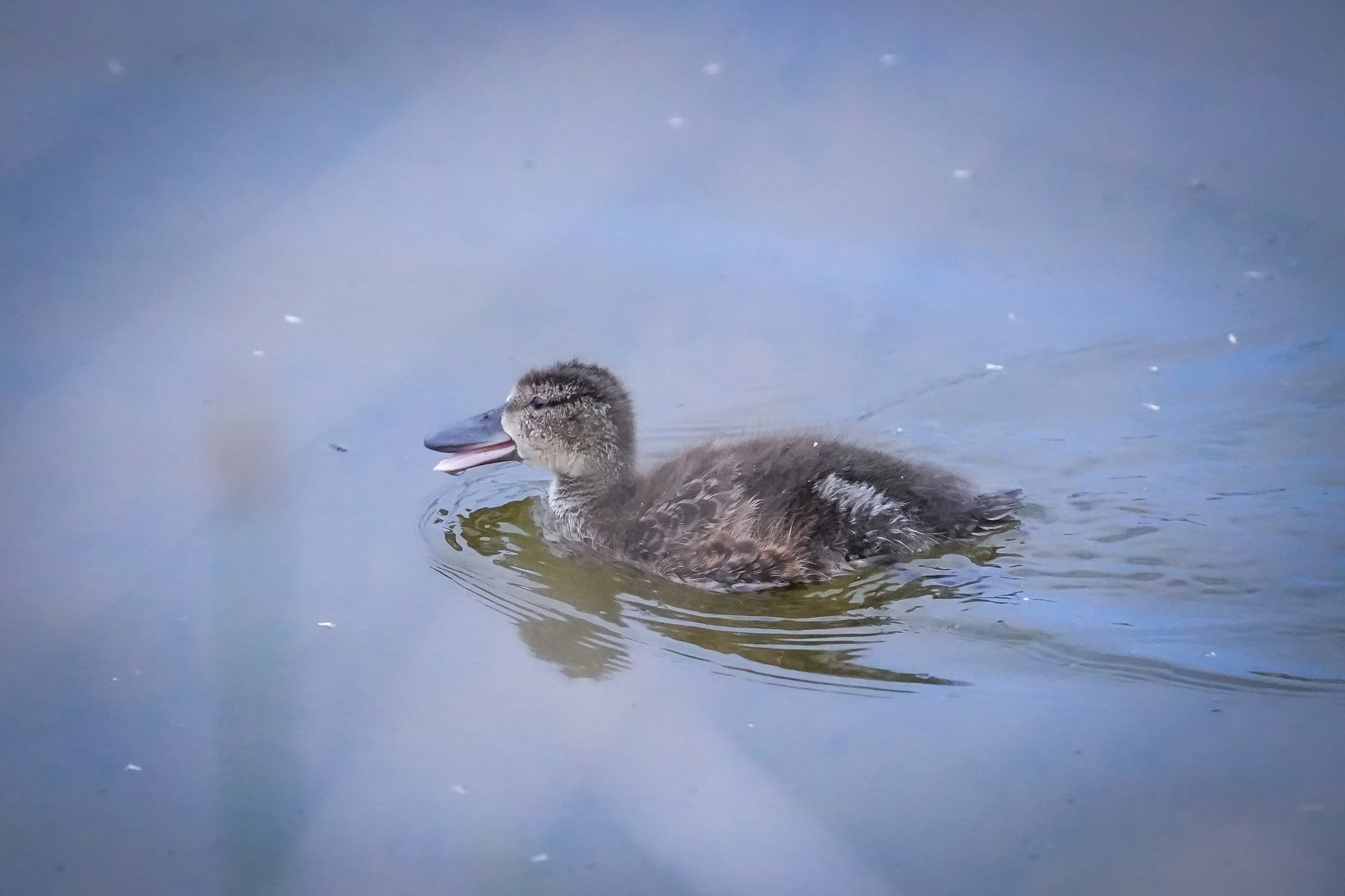Cinnamon Teal duckling