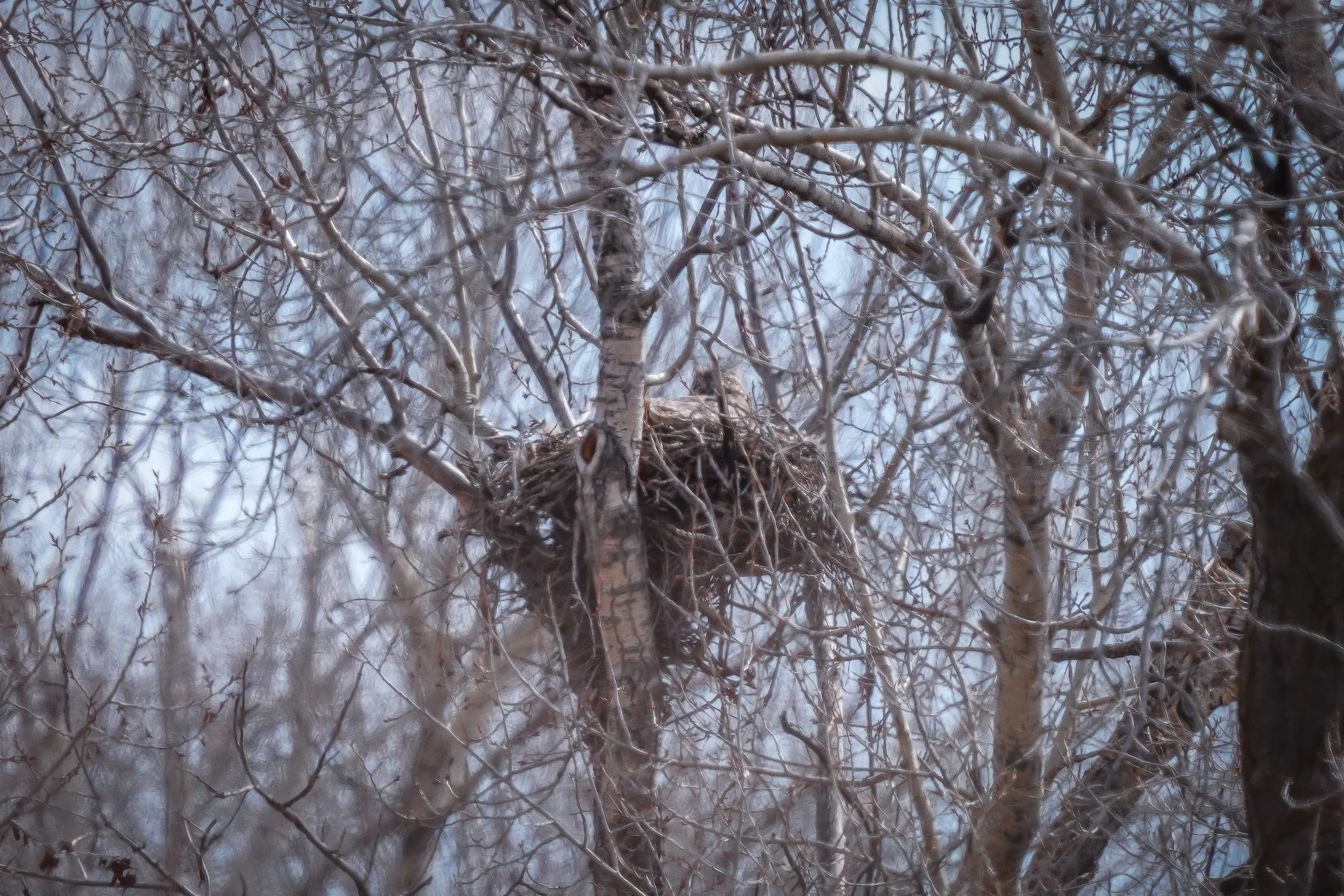 Great Horned Owl on nest