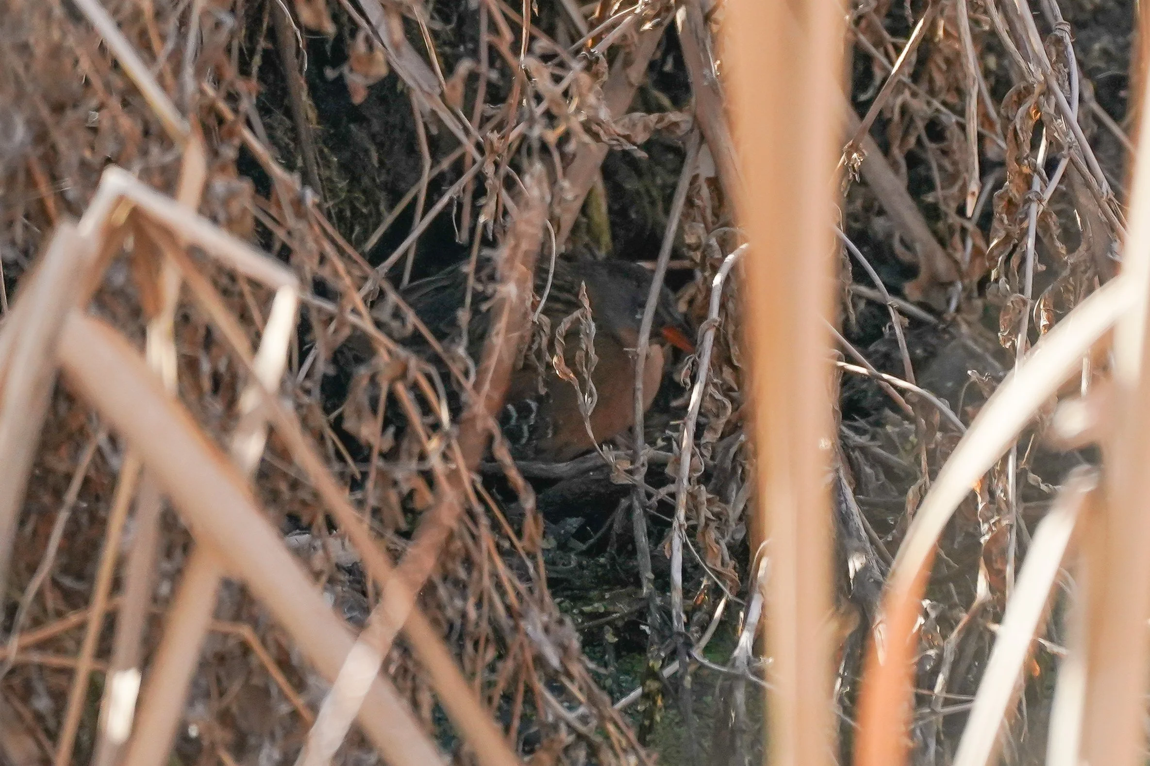 Virginia Rail!  A fun and rare sighting of an elusive bird!