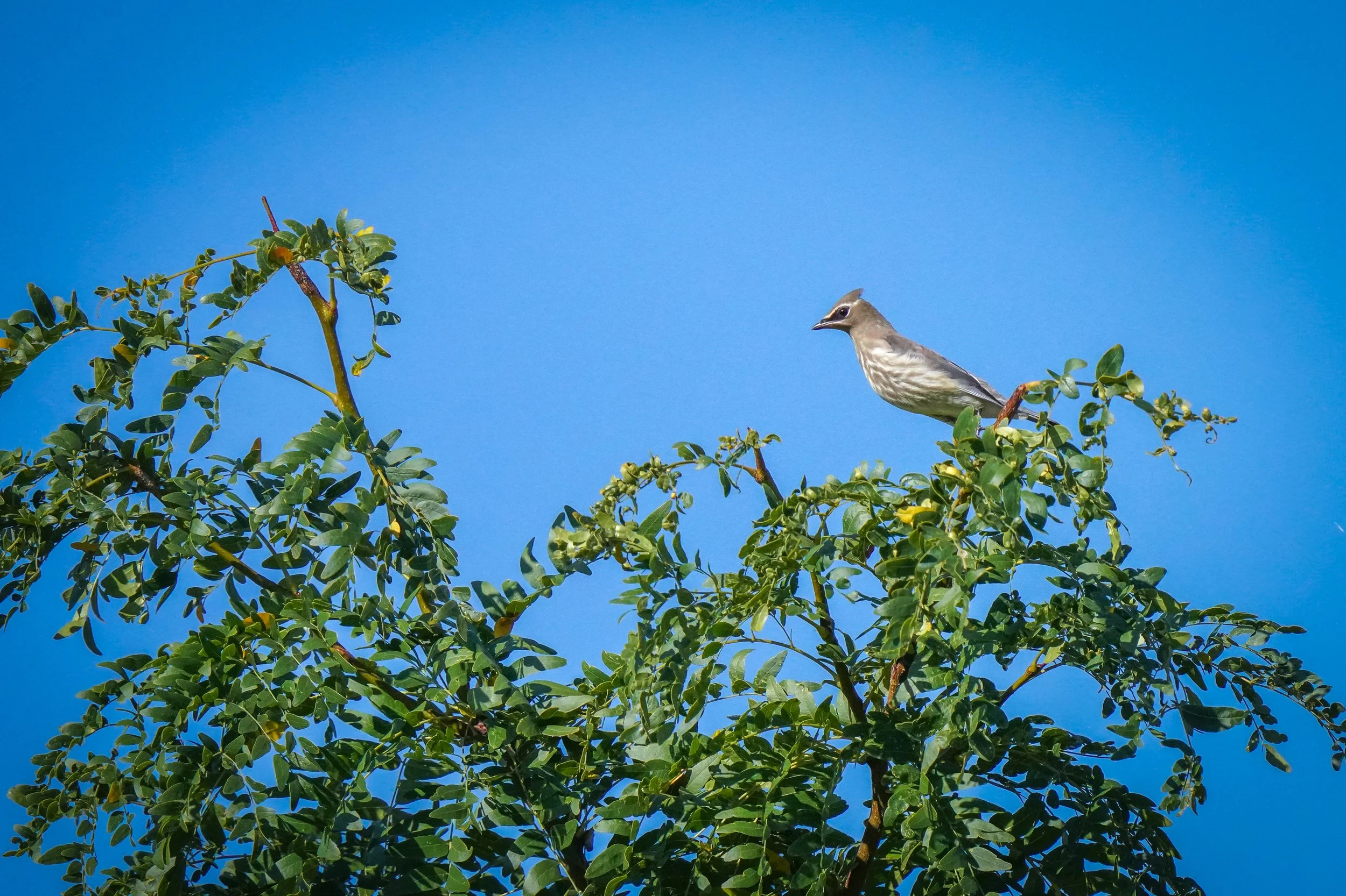 2024-09-07-kingery-nature-center-host-table-cedar-waxwing-laura-sheets-2.jpg