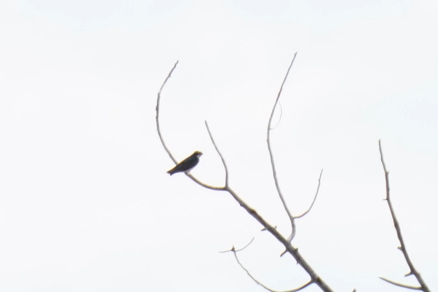 First of Year Tree Swallow