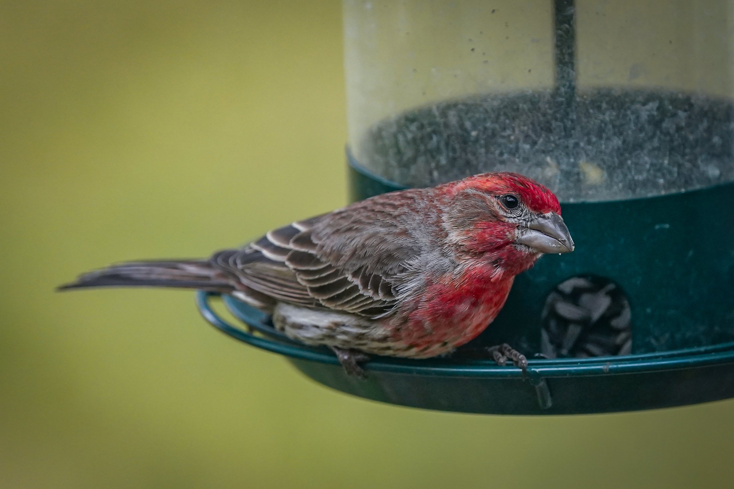 House Finch
