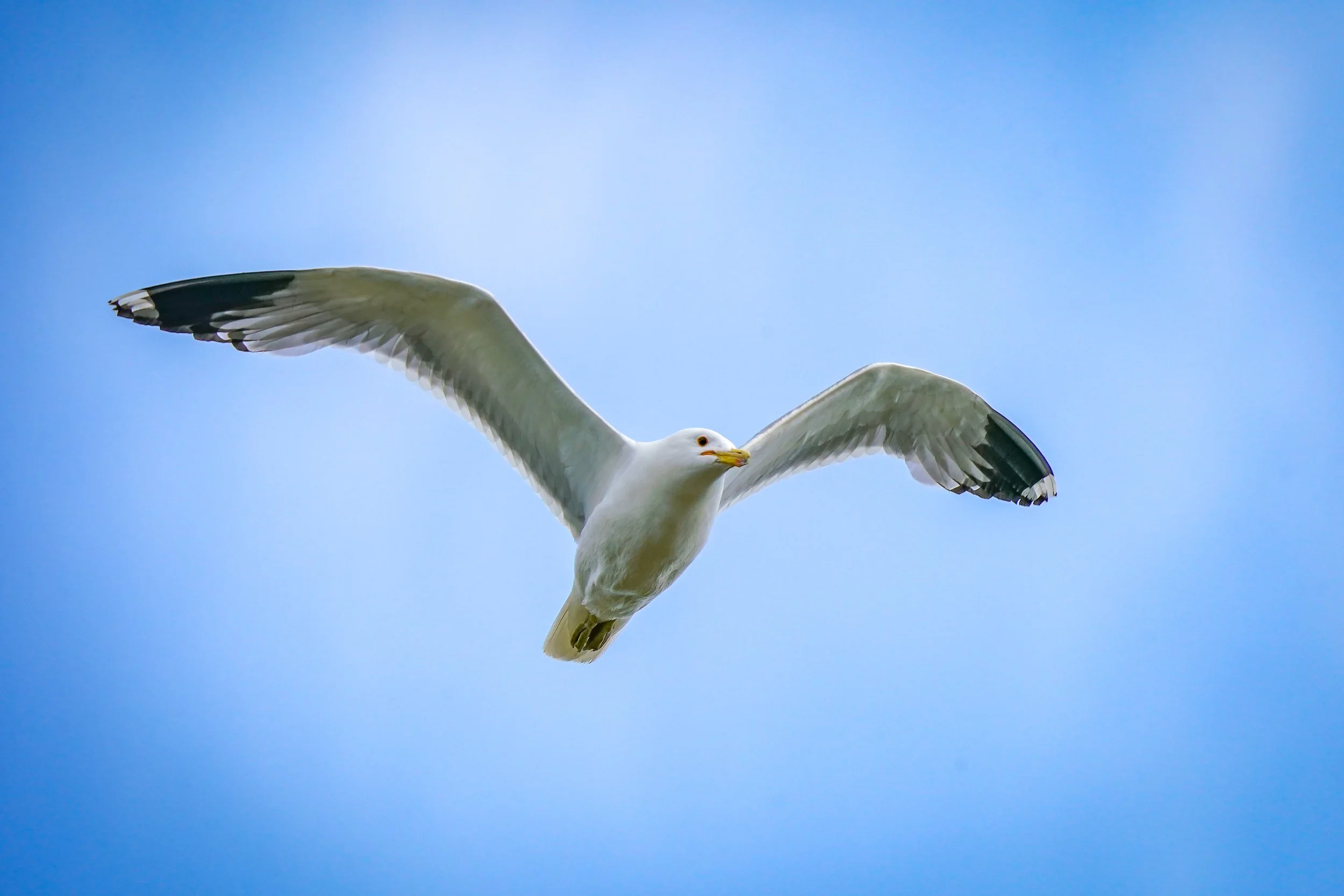 California Gull