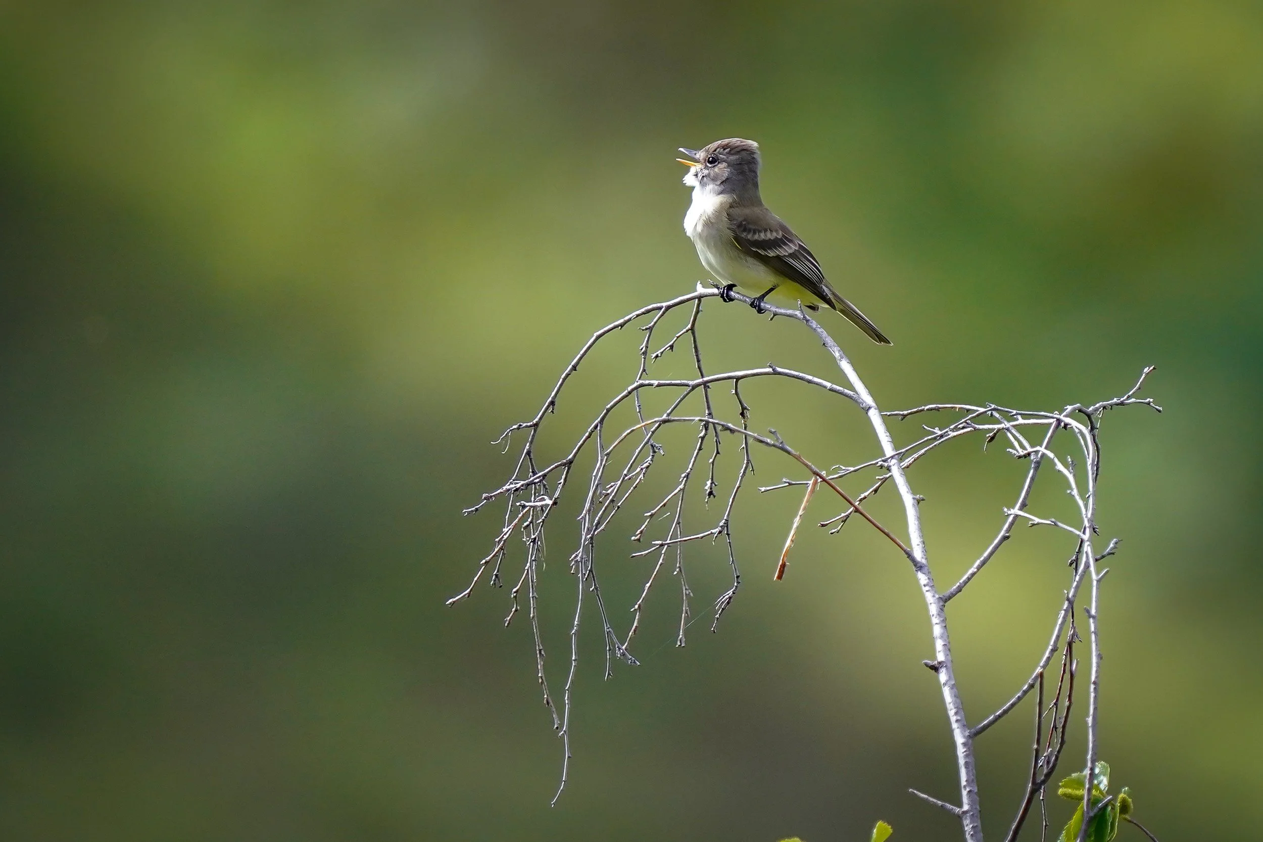 Willow Flycatcher