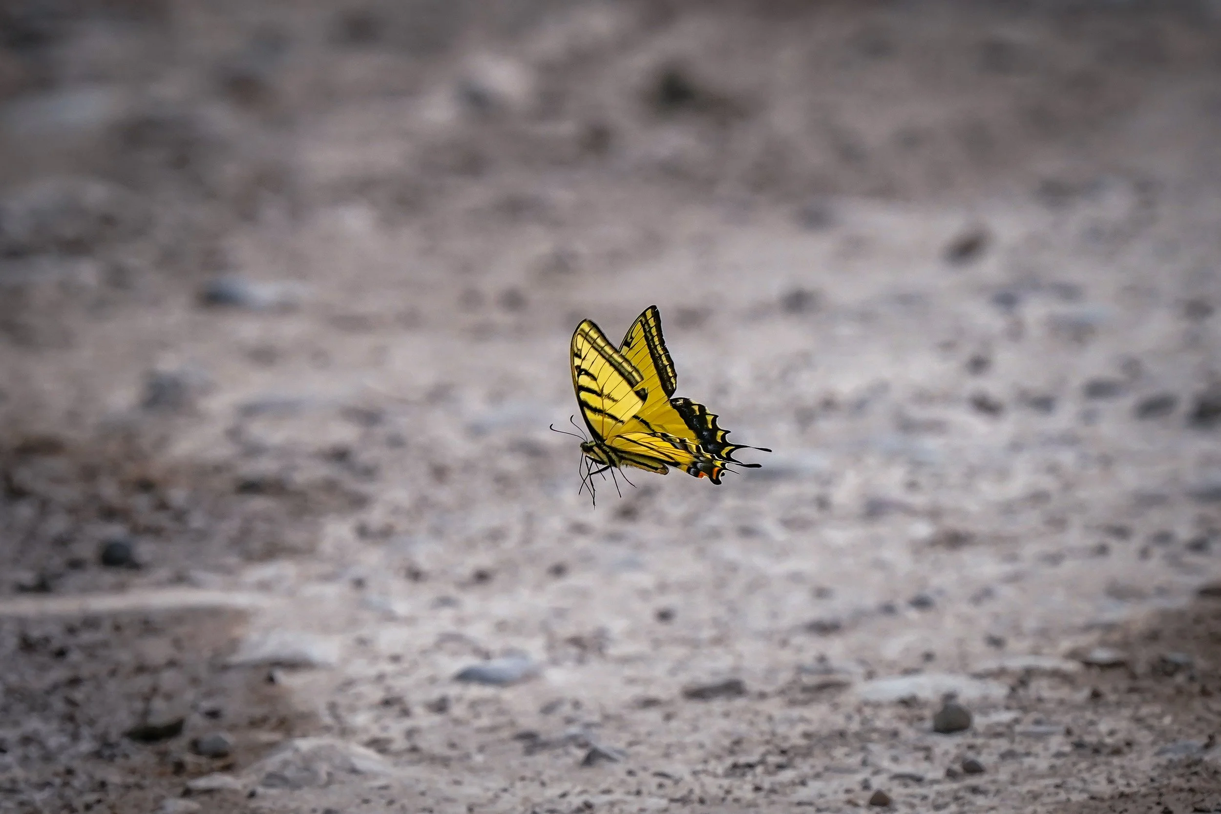 Tiger Swallowtail