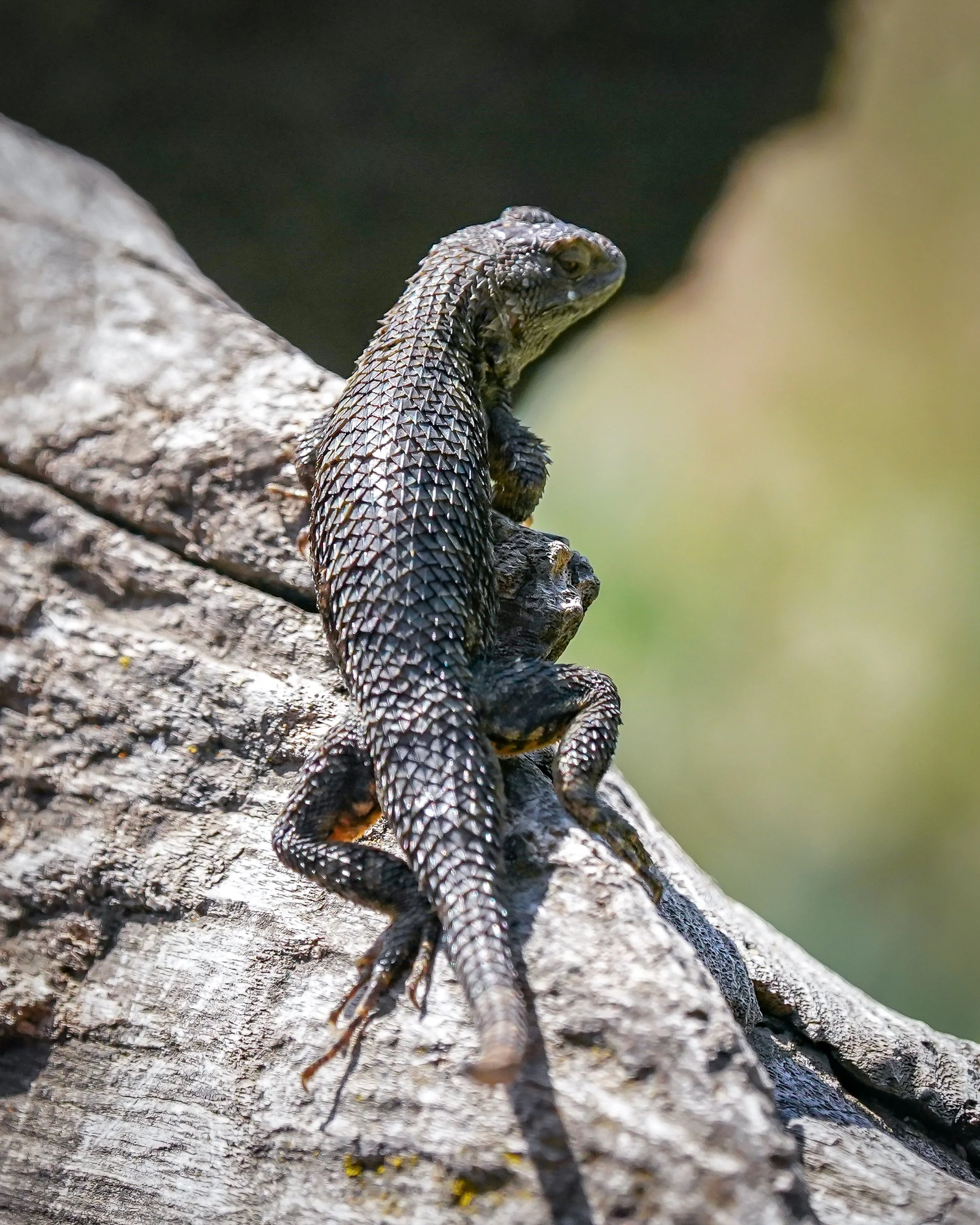 Lizard!