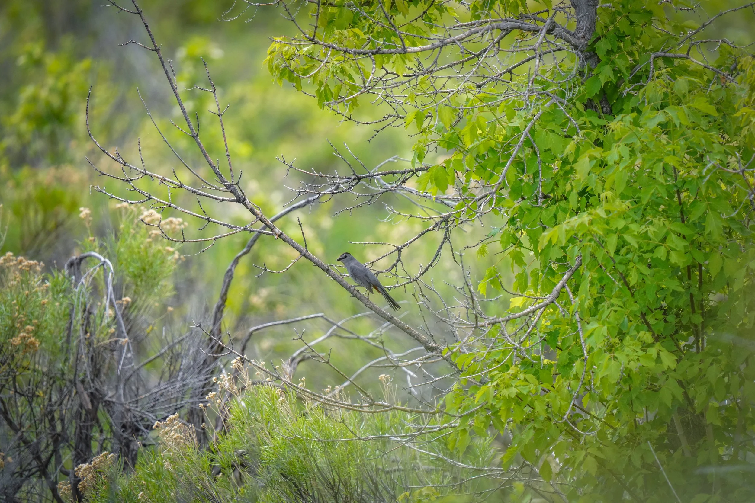 Gray Catbird