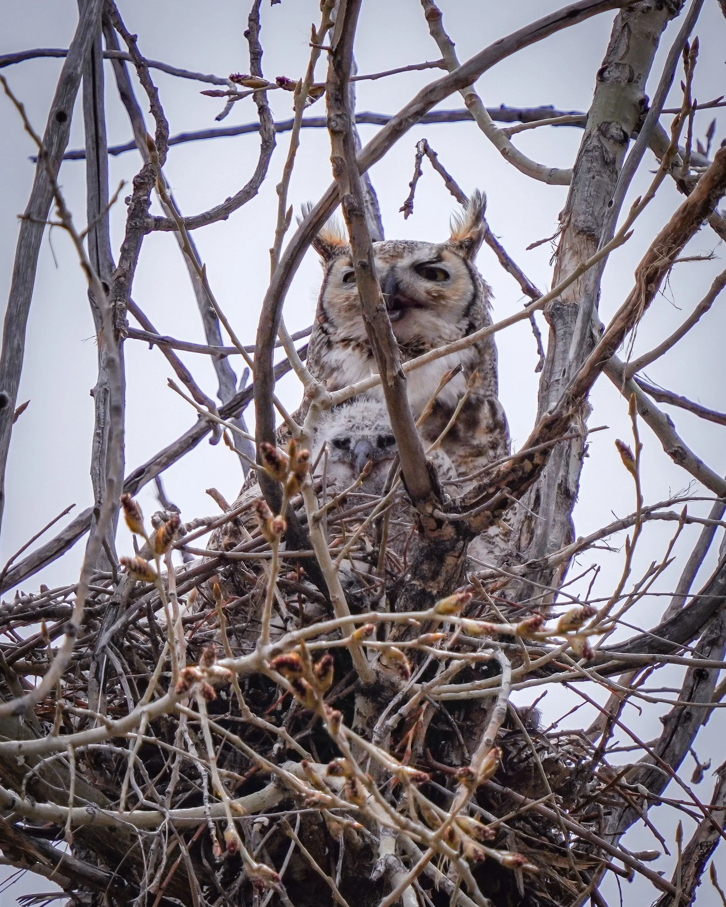 Great-horned owl with young