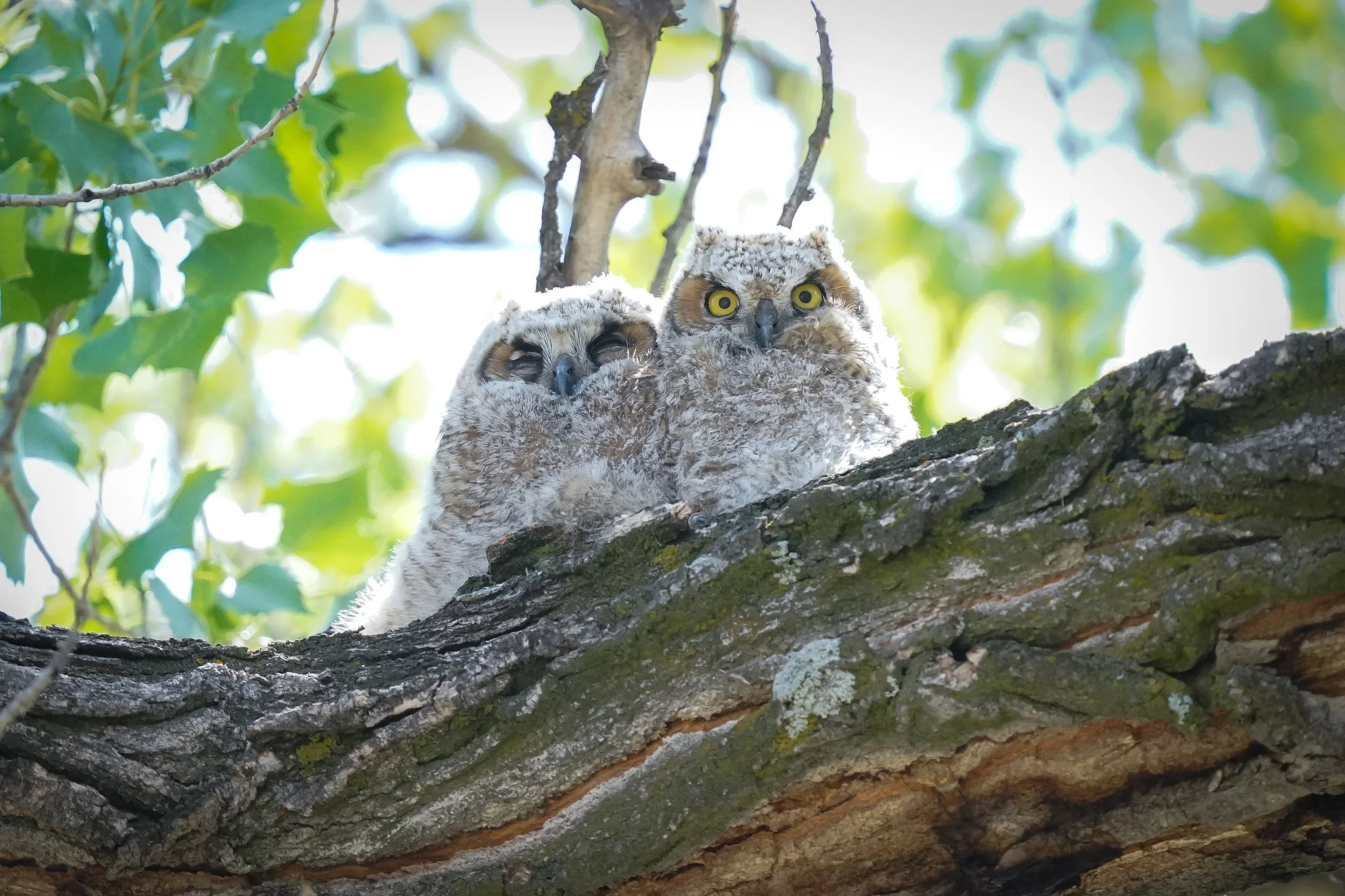 Colorado Field Ornithologists 2025 Conference