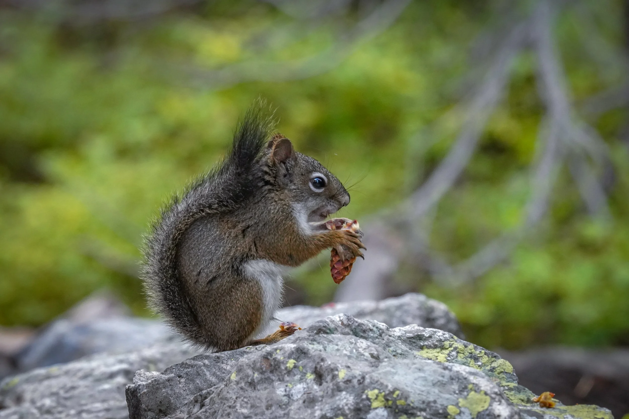 Cute little squirrel with a pine cone snack