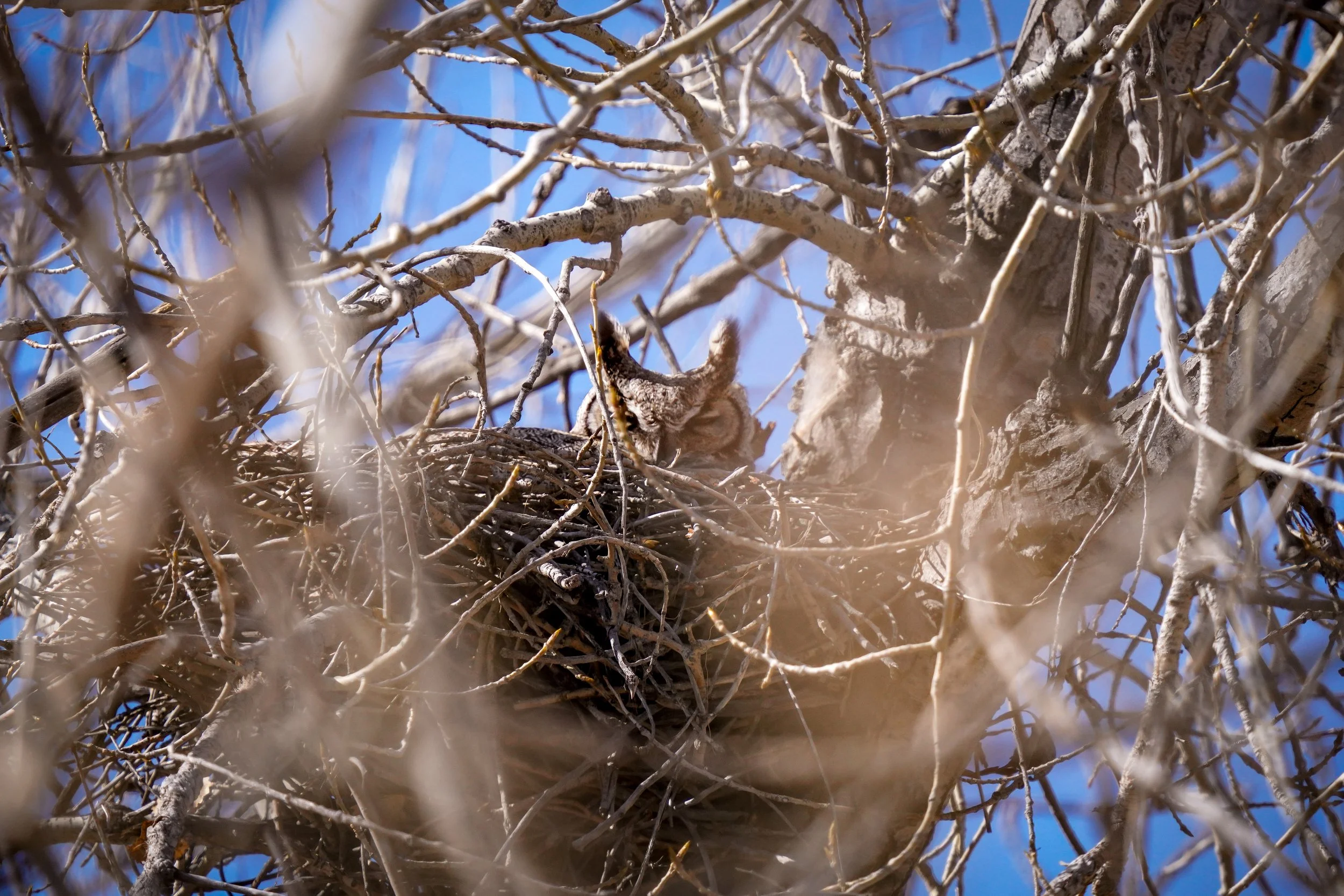 Great Horned Owl on nest