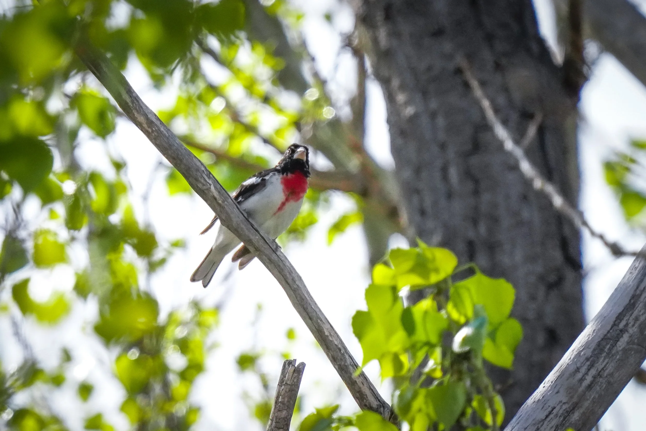 Rose-breasted Grosbeak (male)