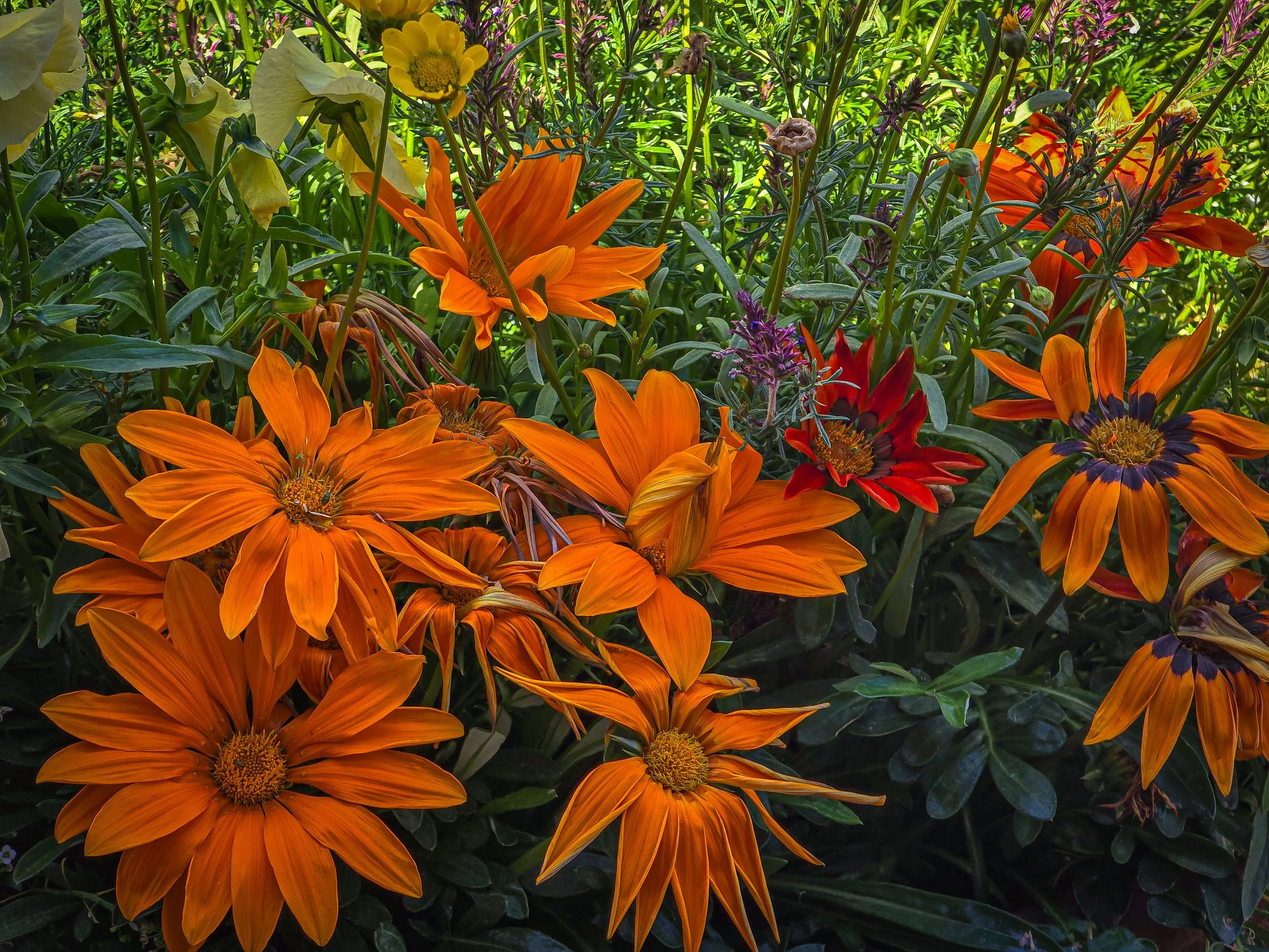 Flowers in Grand Lake
