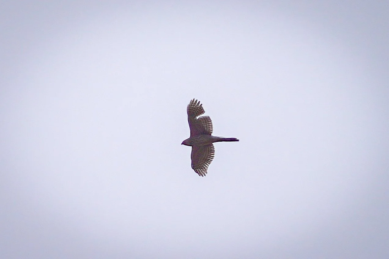 Cooper's Hawk flyover