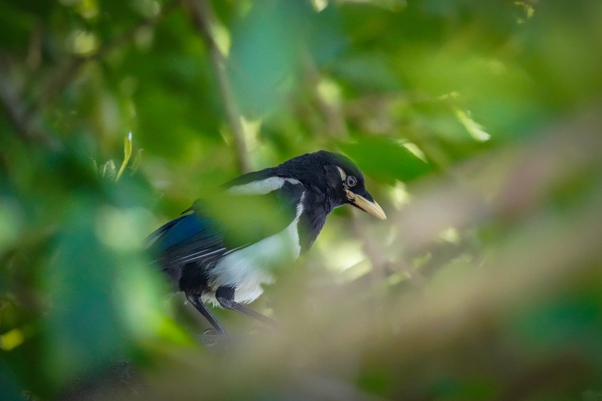 A lifer!  Yellow-billed Magpie - these birds are endemic to California!