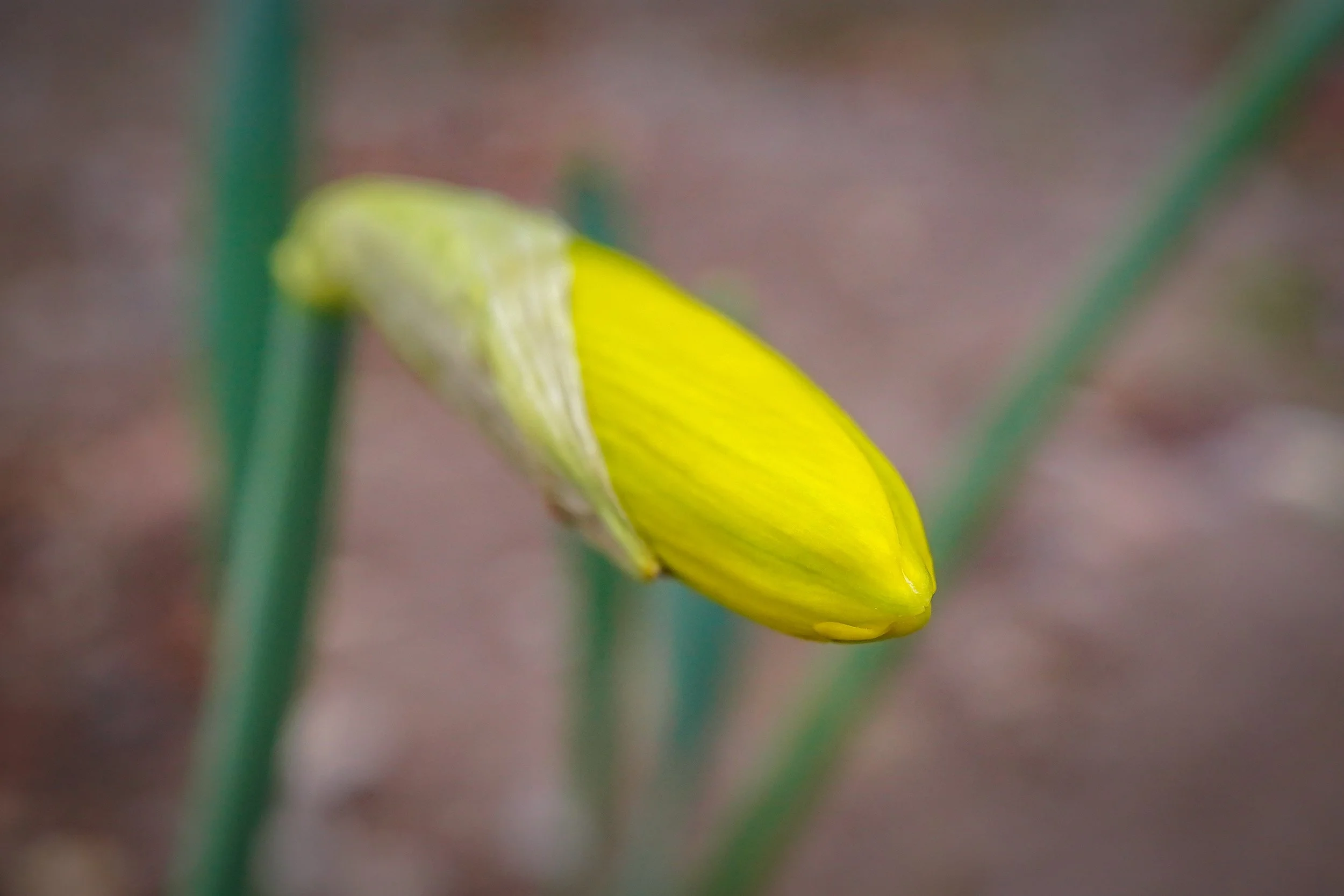 Daffodil