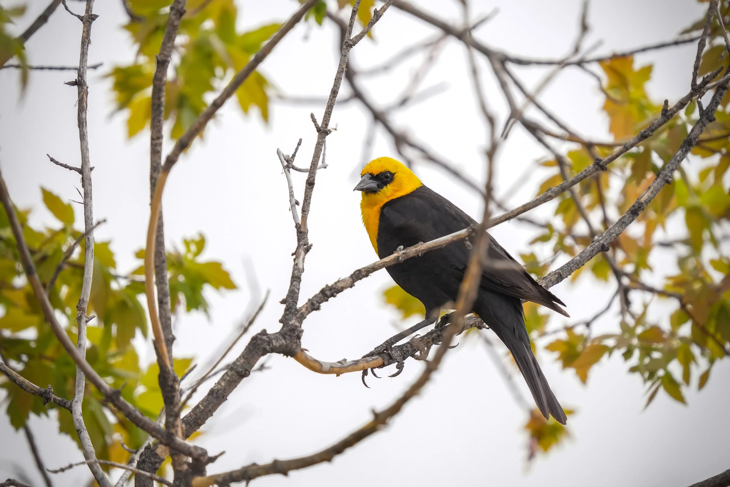 Yellow-headed Blackbird