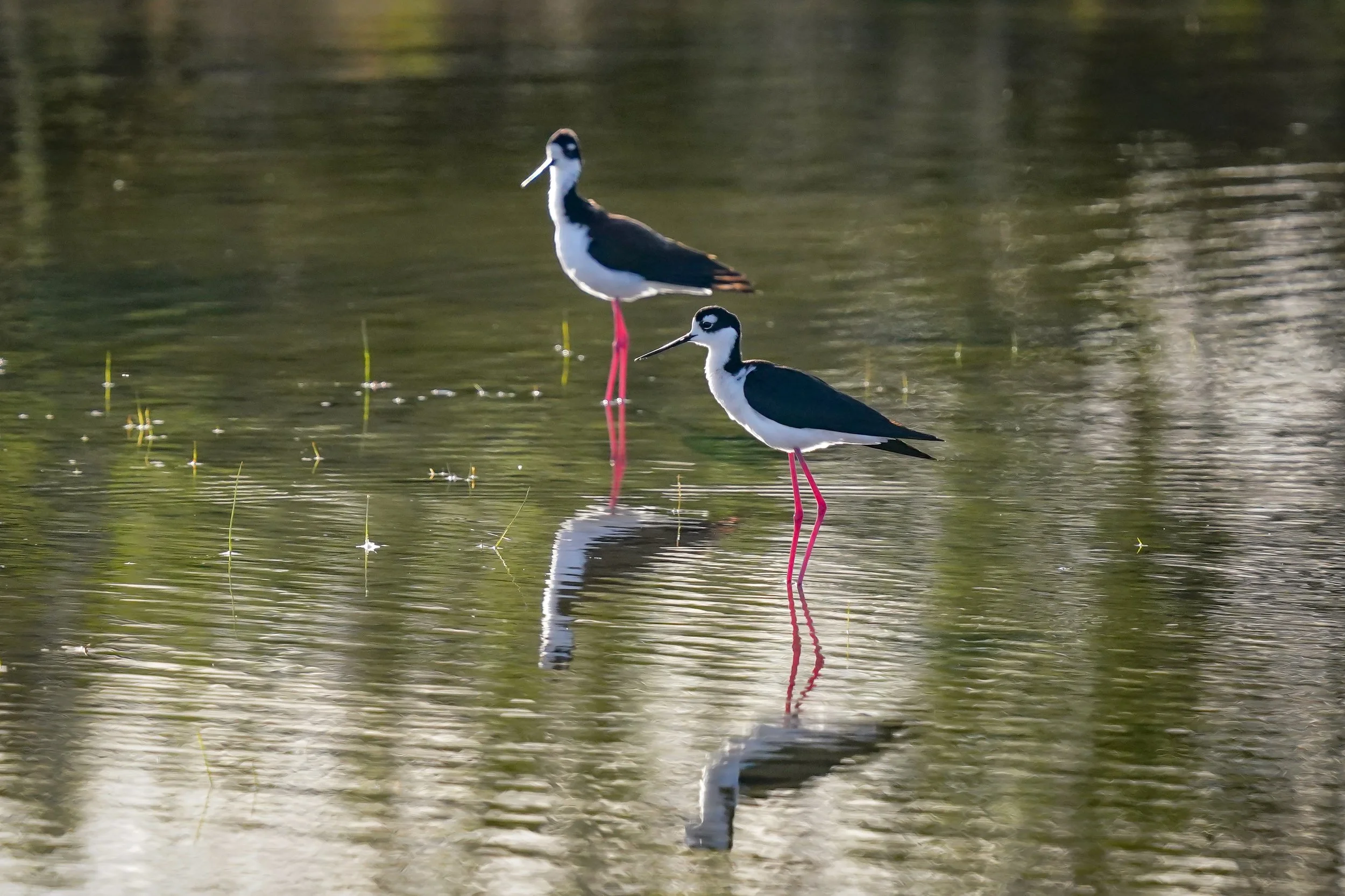 Black-necked Stilts
