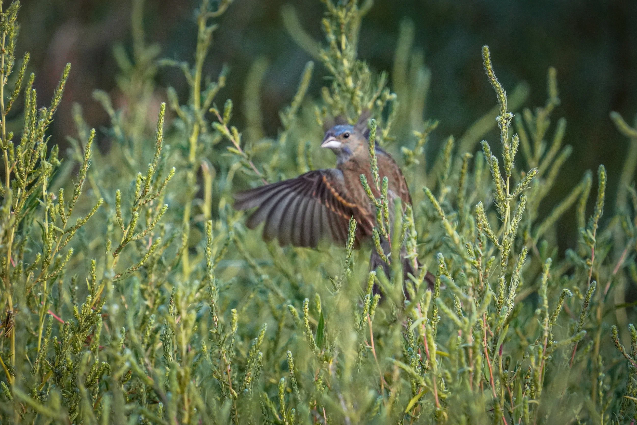 Blue Grosbeak