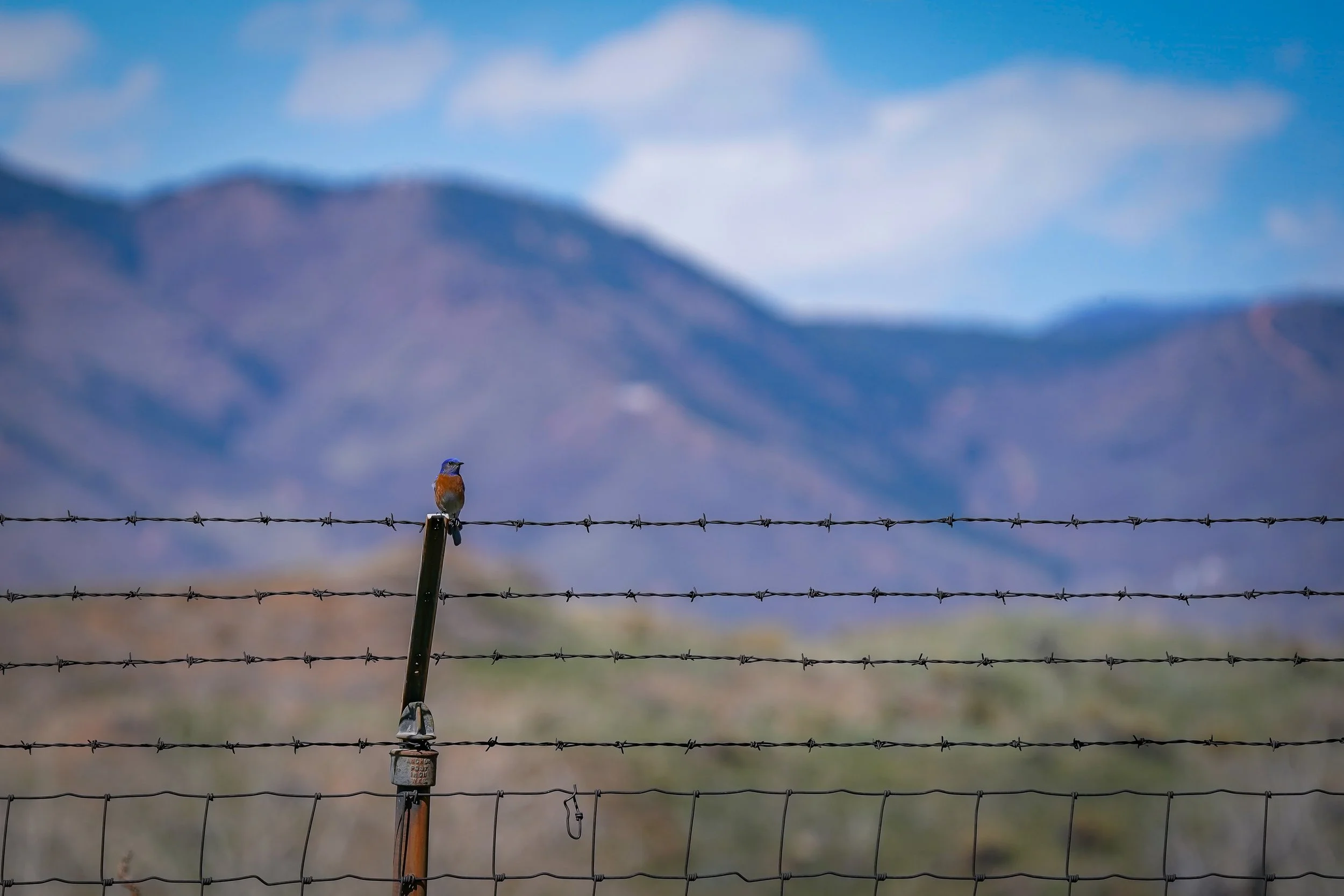 Western Bluebird