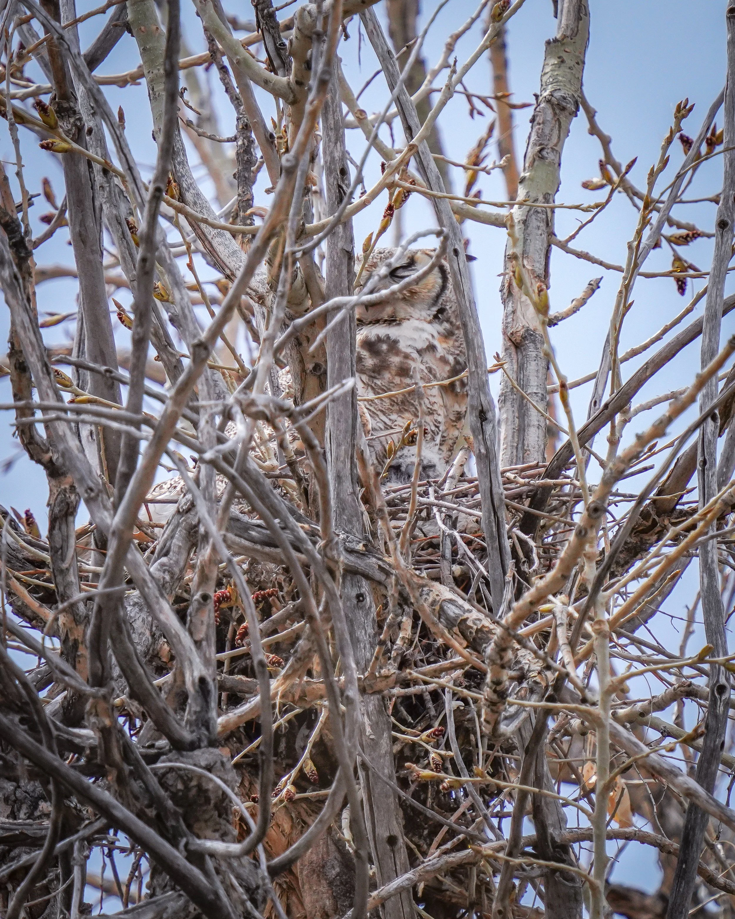 Another view of the owl nest