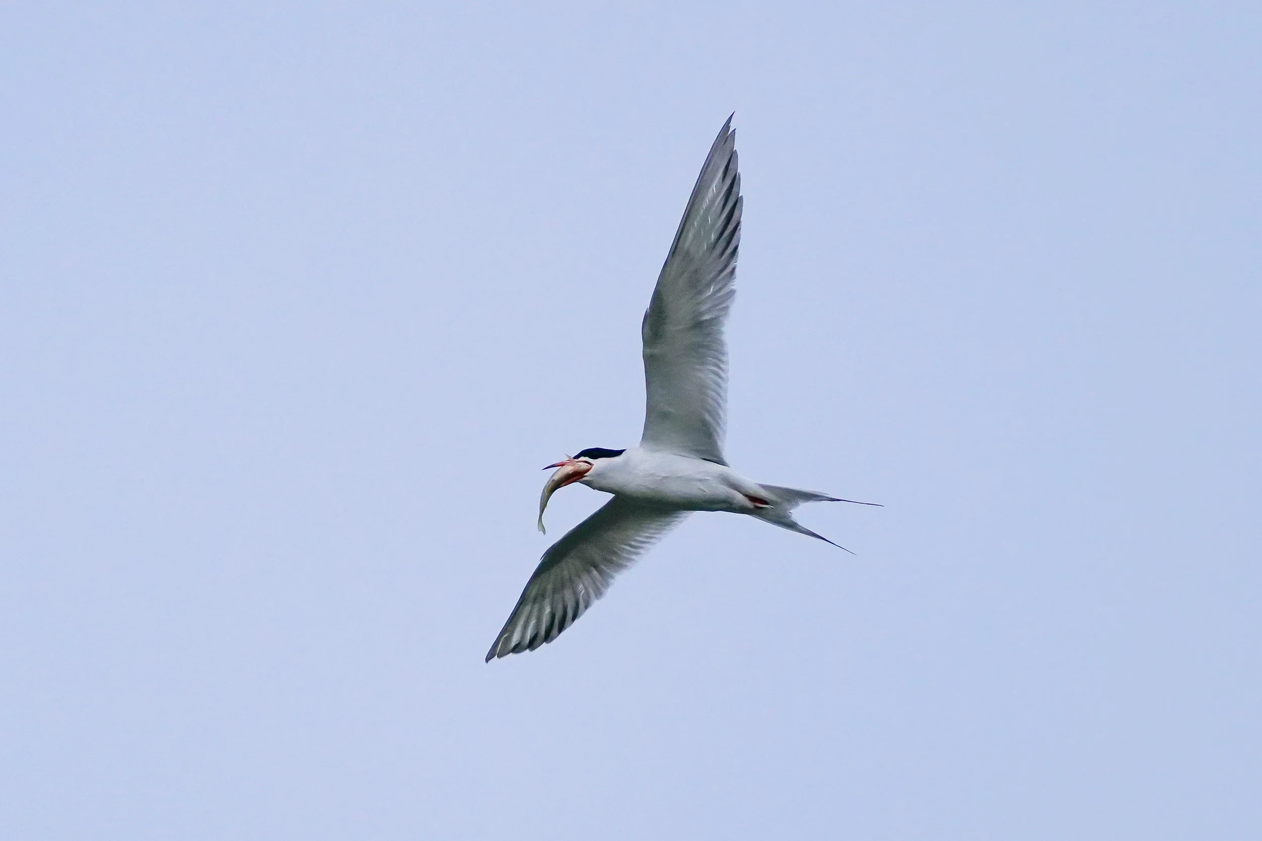 Forster's Tern with a big mouthful of fish