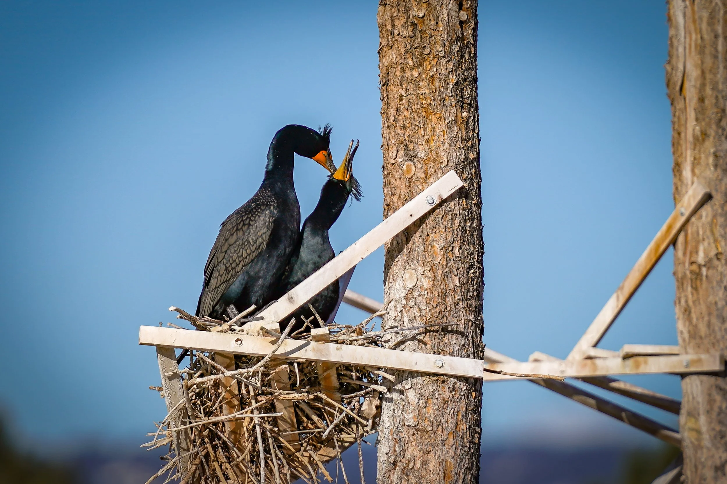 Double-Crested Cormorant pair