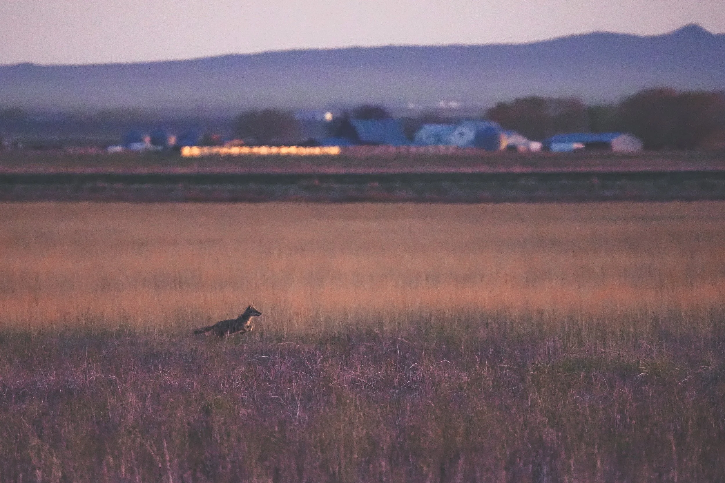 Coyote at Sunset