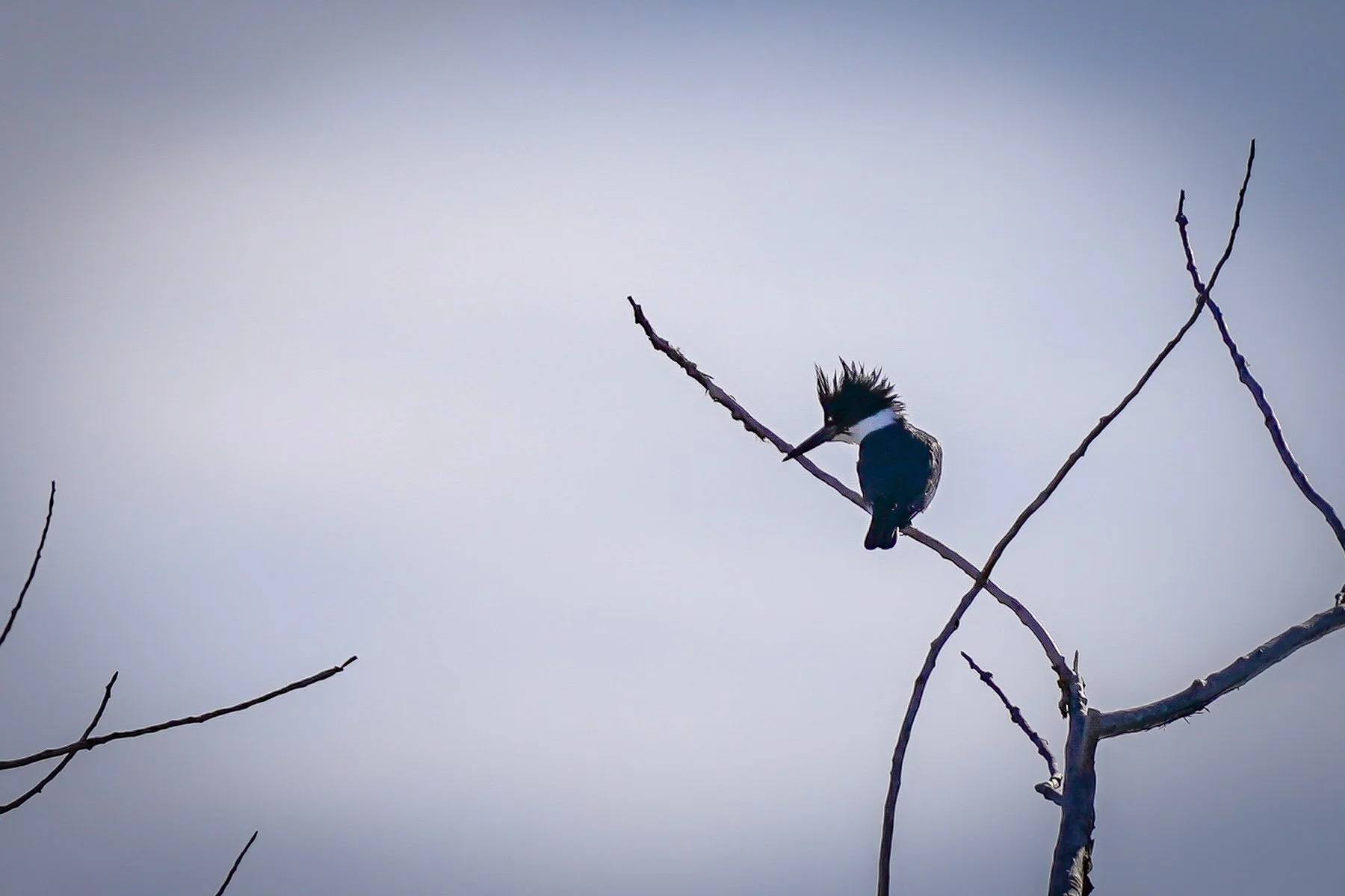 Belted Kingfisher silhouette