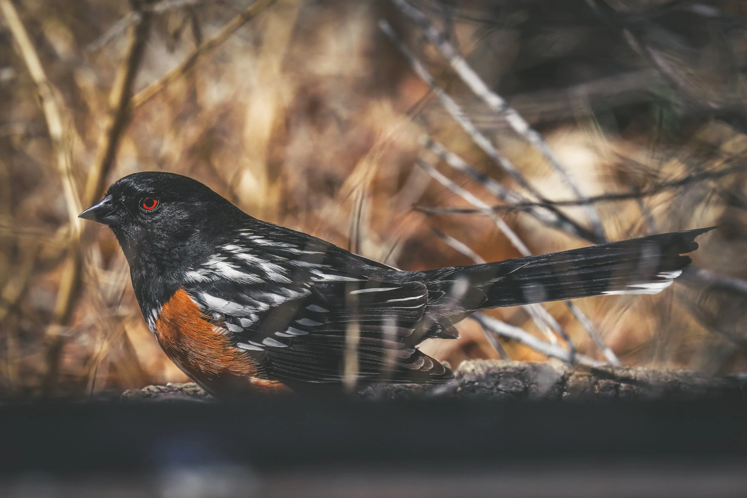 Spotted Towhee at the height of the solar eclipse
