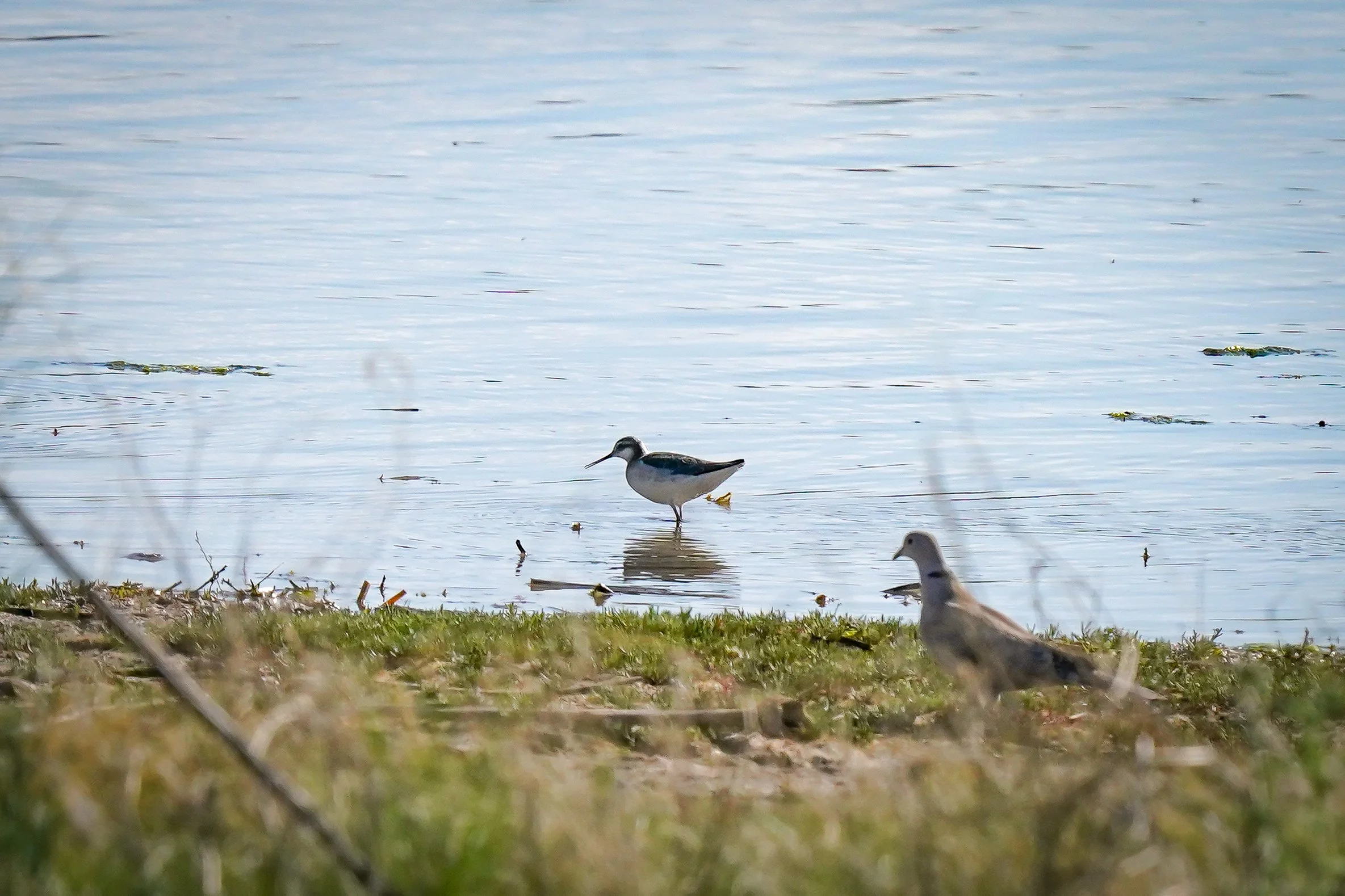 Wilson's Phalarope and Eurasian Collared Dove