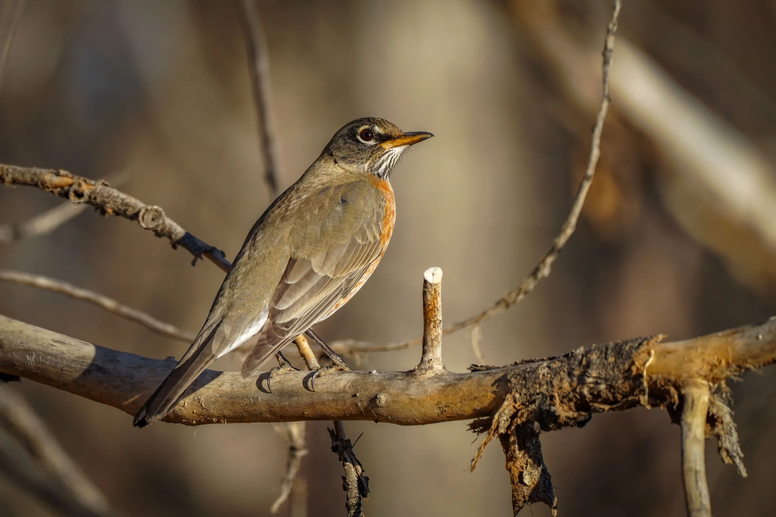 Handsome American Robin