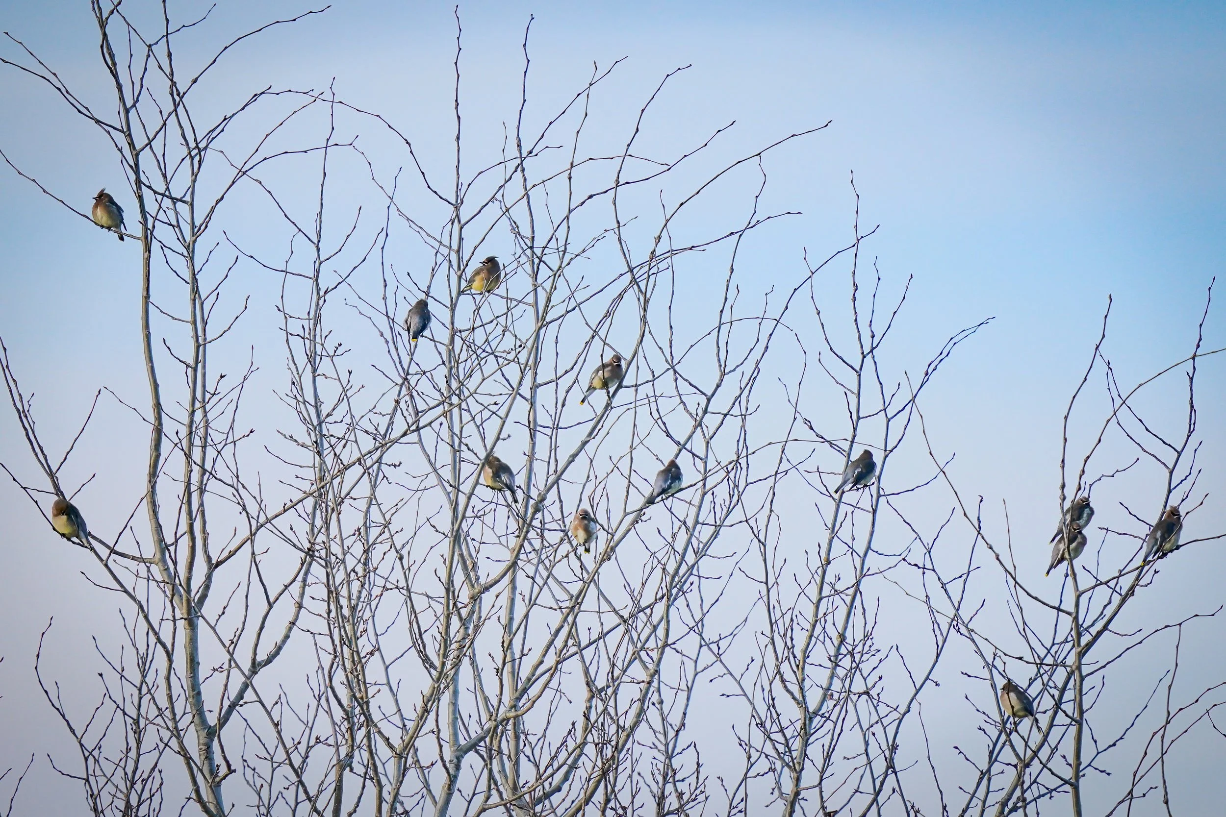 A unexpected flock of Cedar Waxwings