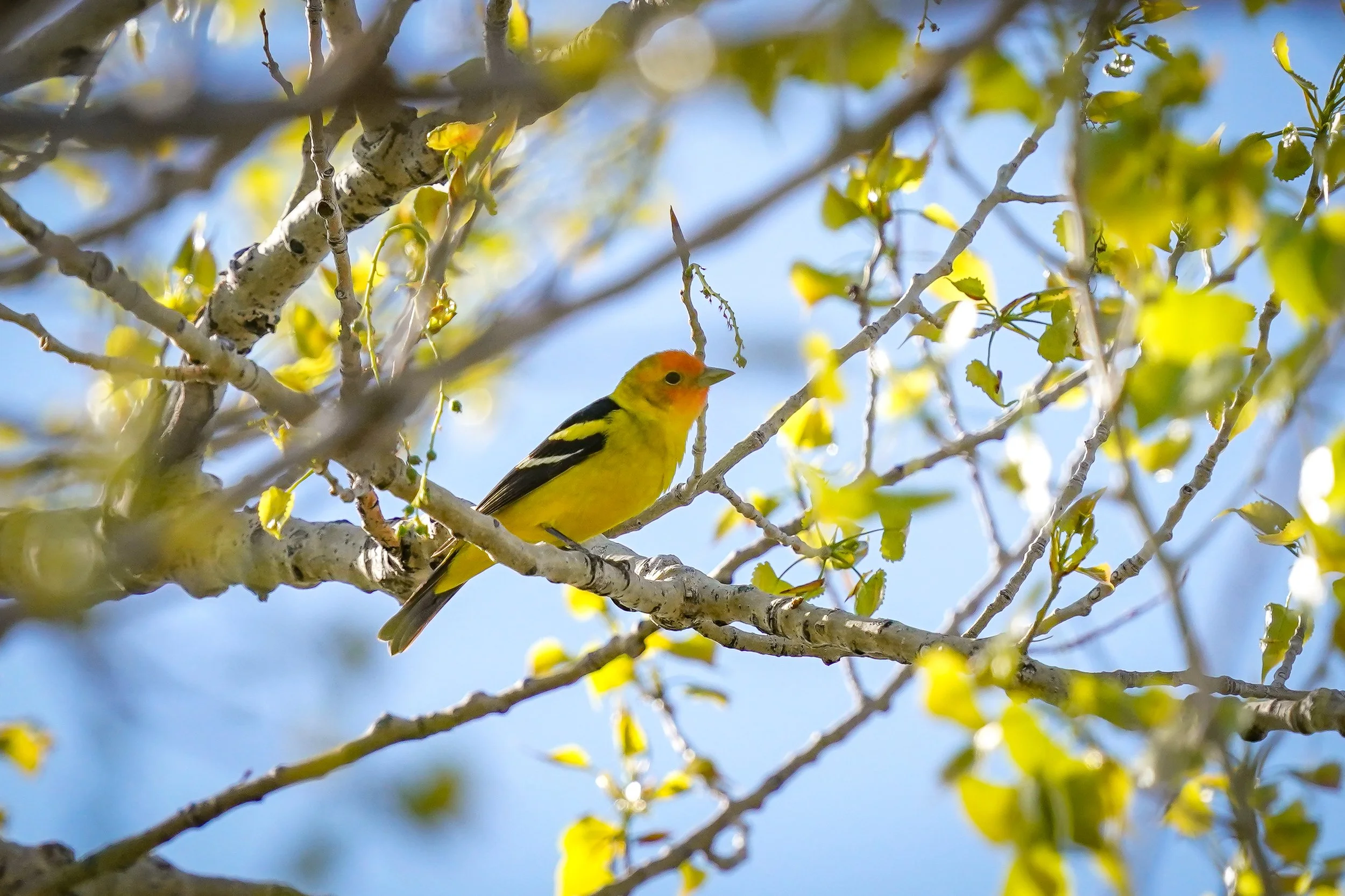 Western Tanager