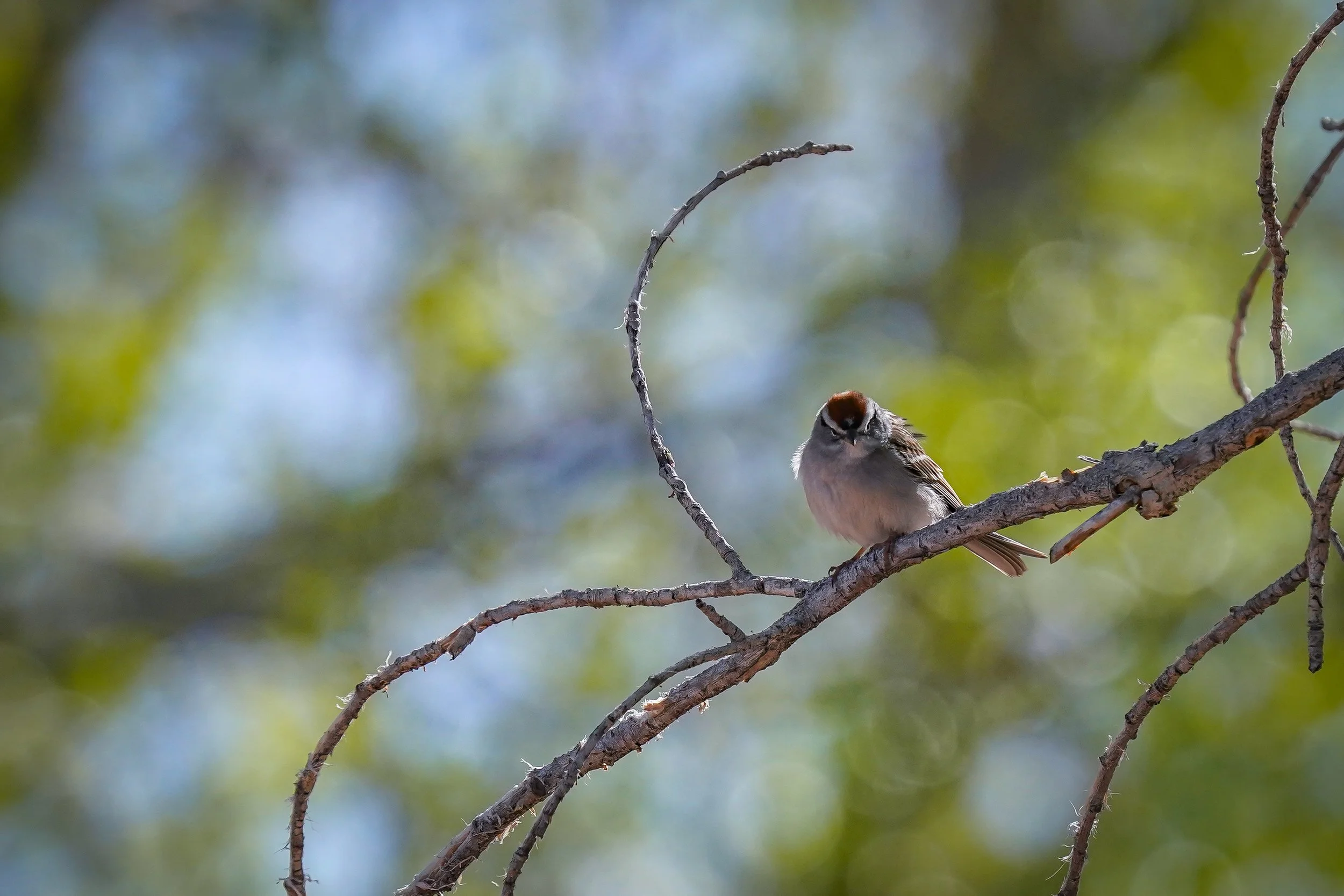 Chipping sparrow