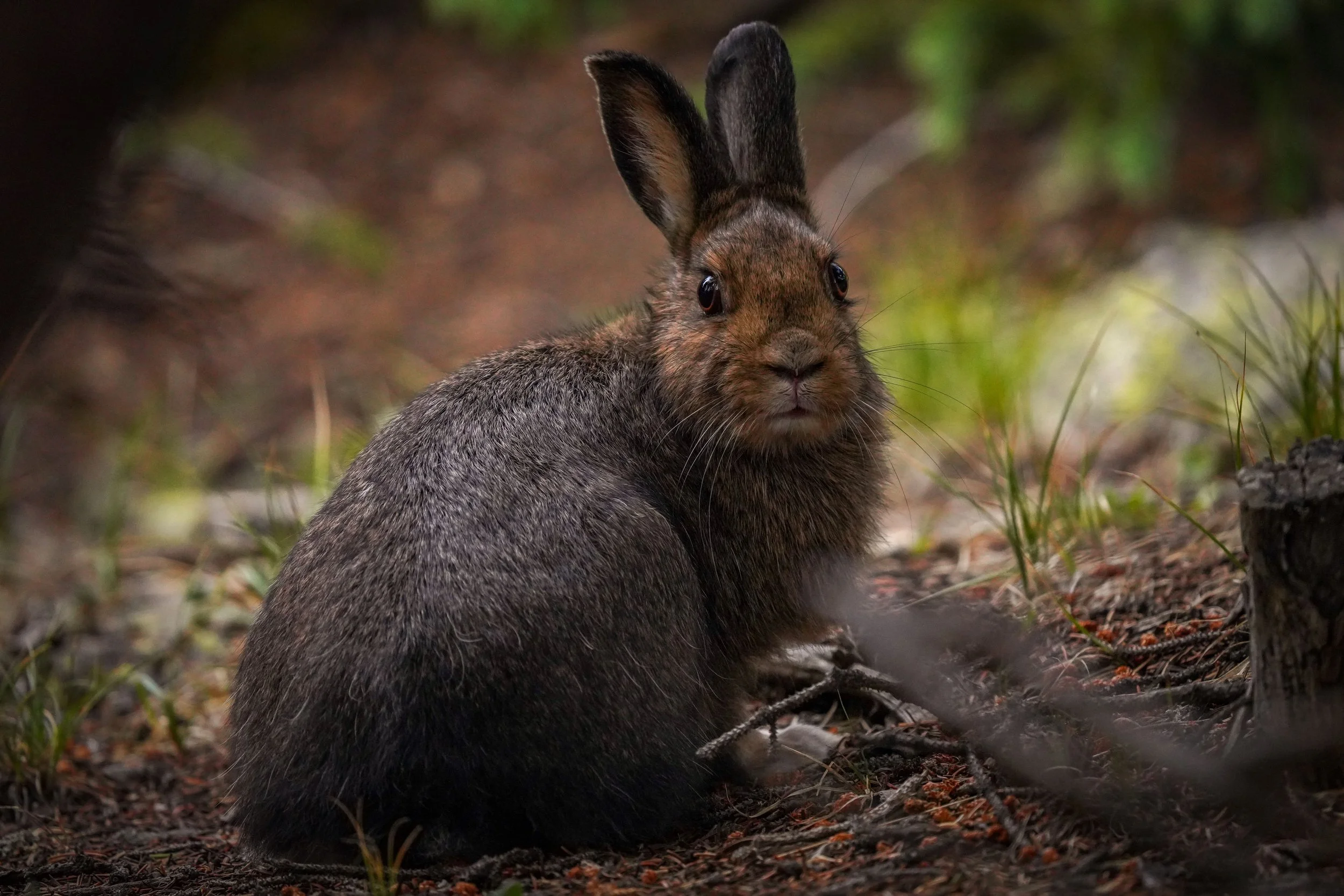 Snowshoe Hare