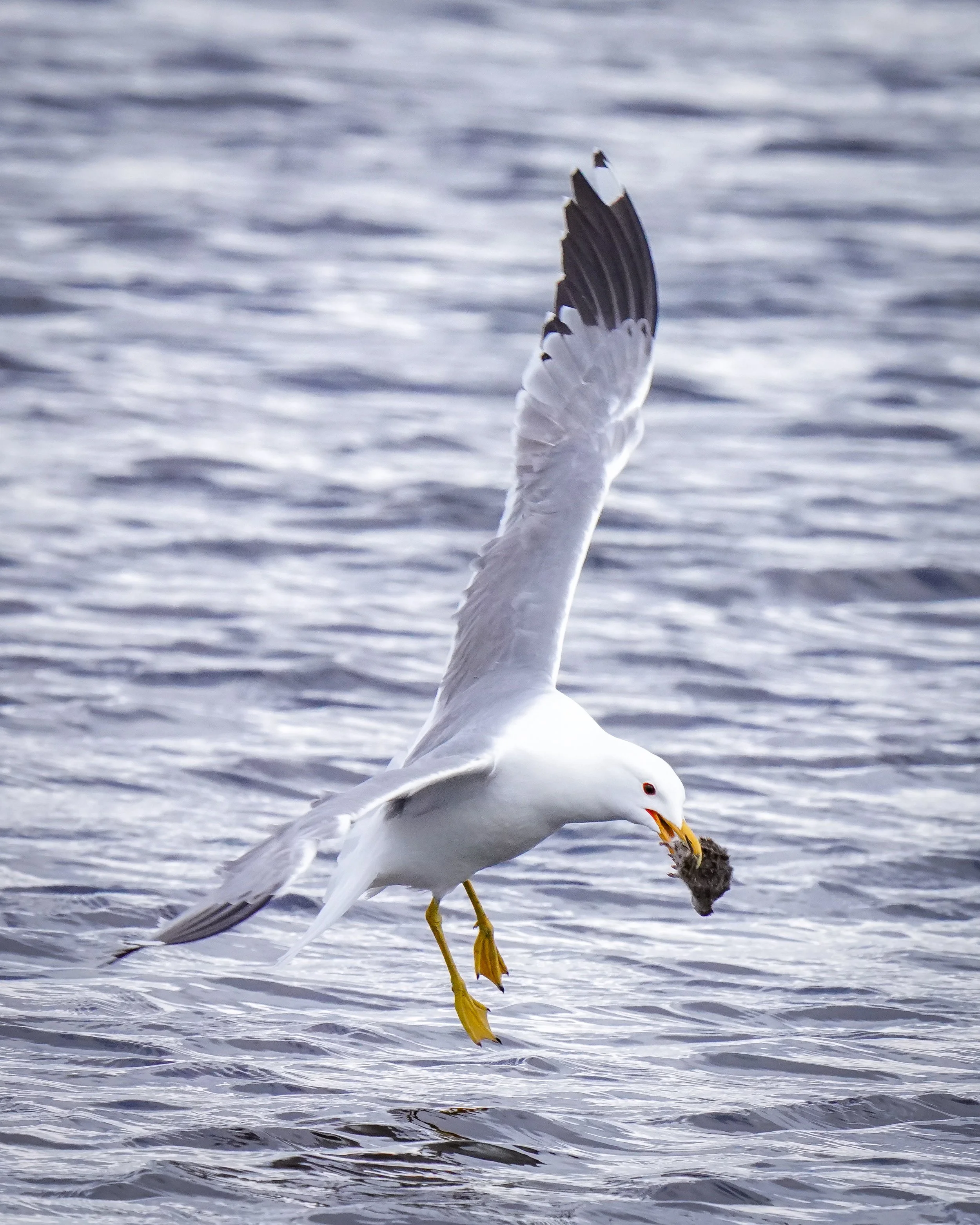 California Gull and prey