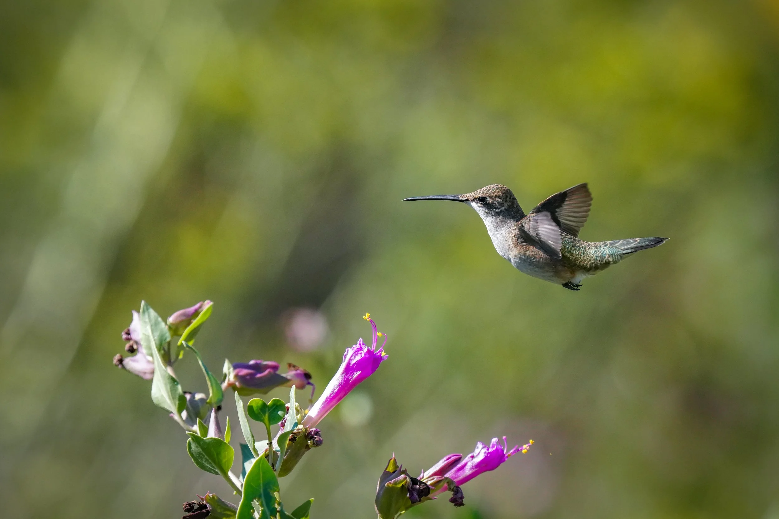 2024-09-07-kingery-nature-center-host-table-hummingbird-laura-sheets-6.jpg